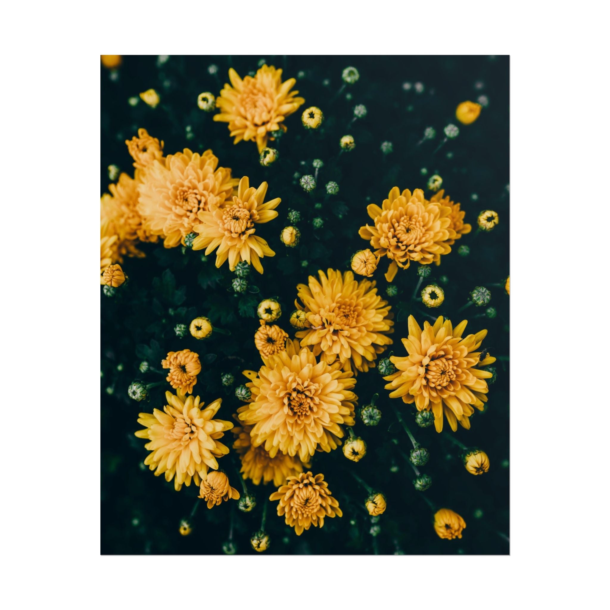 yellow-flower-art-poster-print-floral-wall-decor-floral-home-decor-gift-dark-botanical-art-print