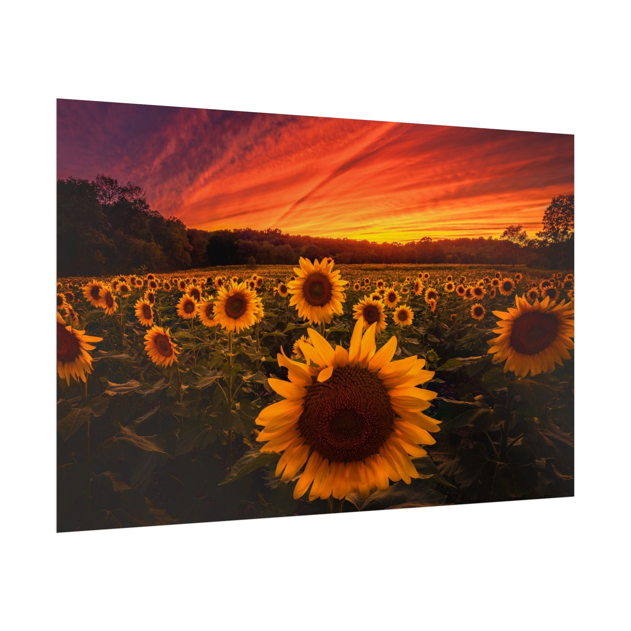 sun-flower-poster-print-sunset-wall-art-decor-home-decor-nature-art-floral-print-gift-for-nature-lovers-farmhouse-wall-decor