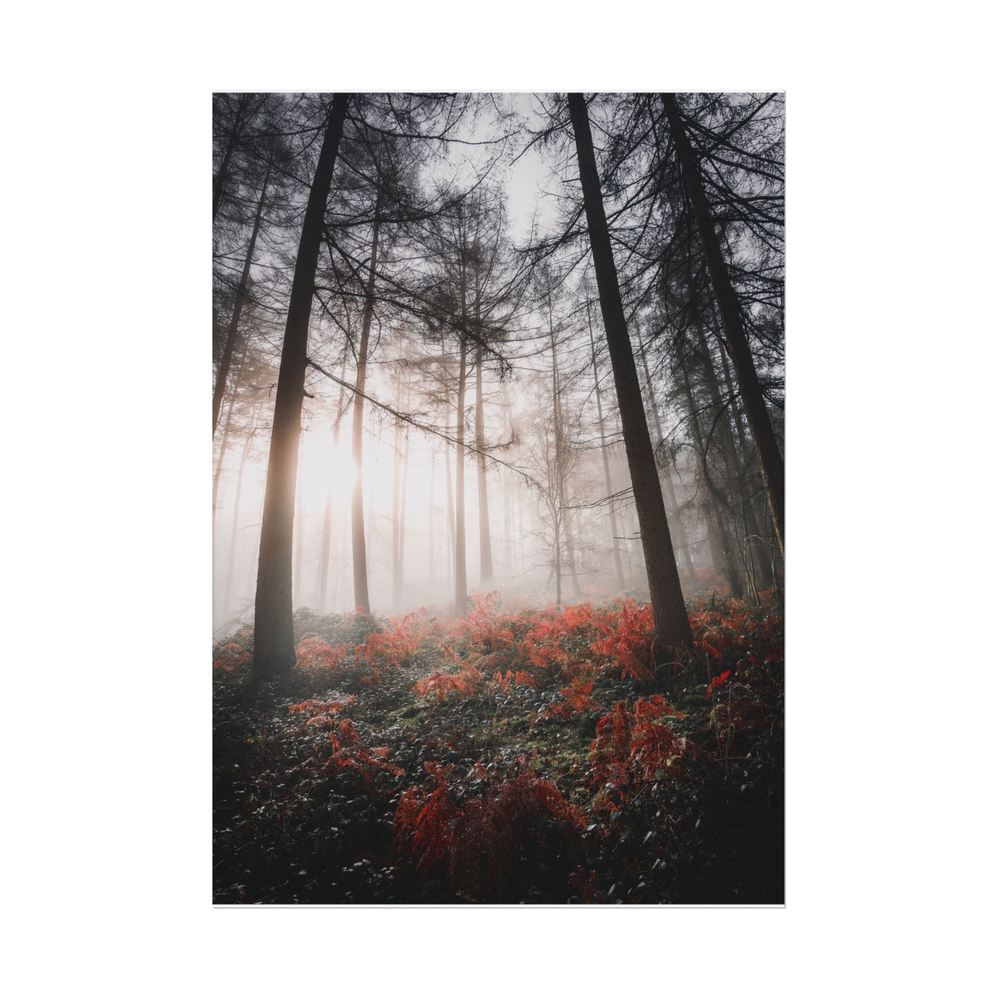 poster-print-misty-woods-art-living-room-wall-decor-sunlight-forest-landscape-aesthetic-nature-art-nature-artwork-poster-gift