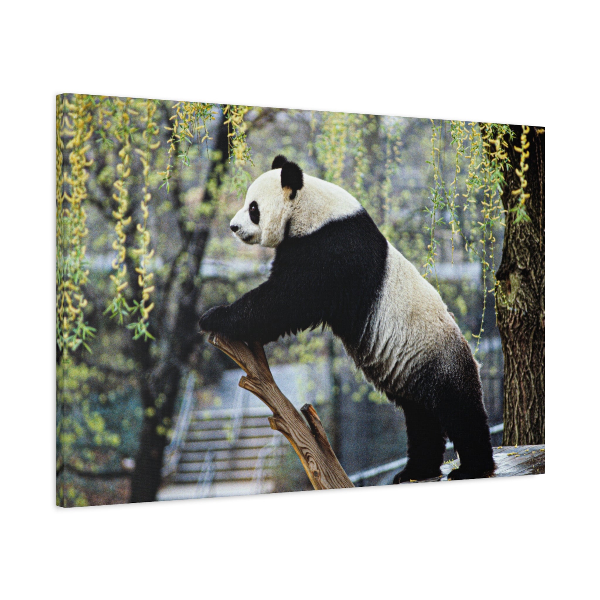 canvas-wall-art-cute-panda-wall-decor-nature-home-decor-panda-gift-panda-canvas-print-stretched-matte-canvas