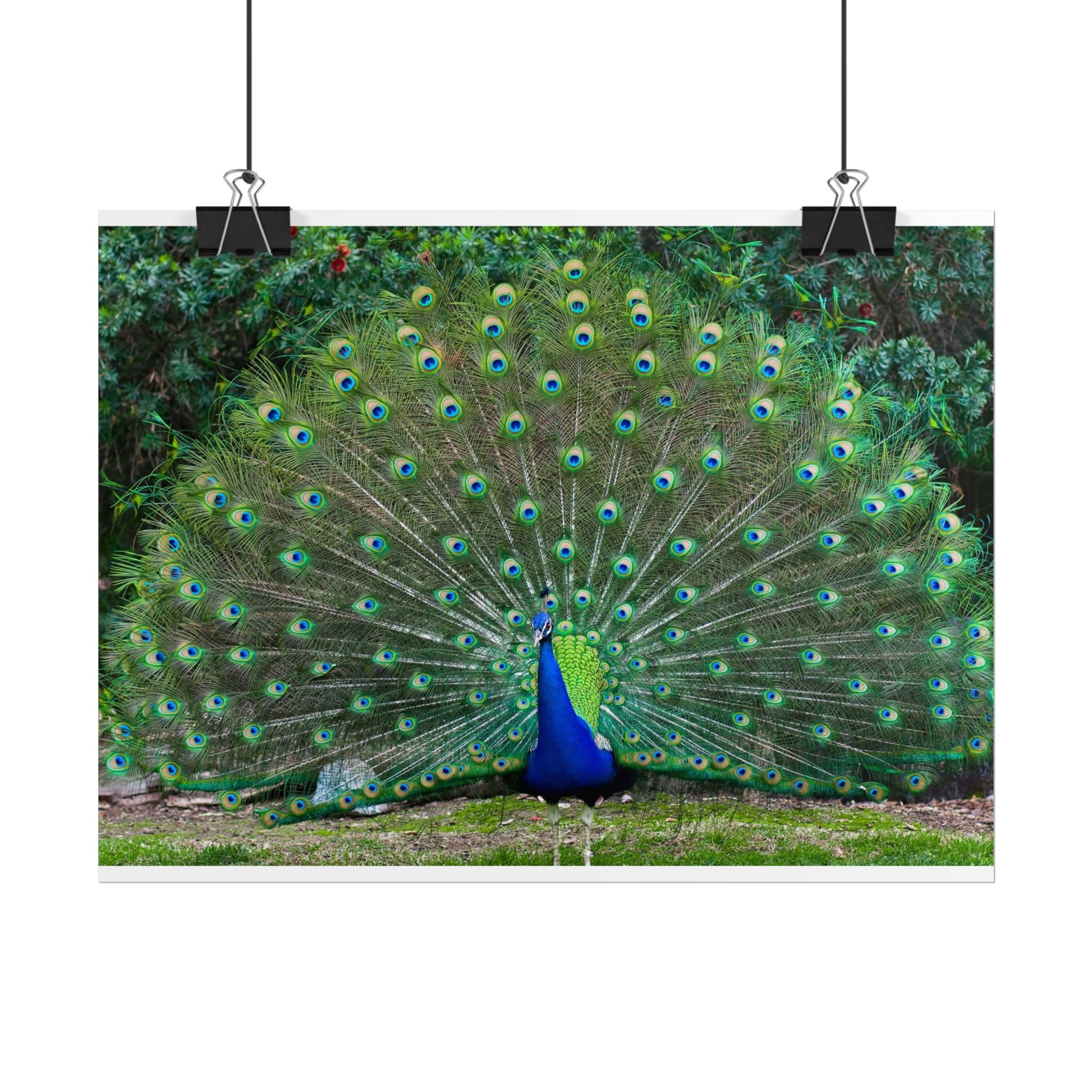 peacock-fine-art-poster-wall-art-print-gift-home-decor-rolled-posters-art-prints-unique-room-decor-animal-lover-gift-nature