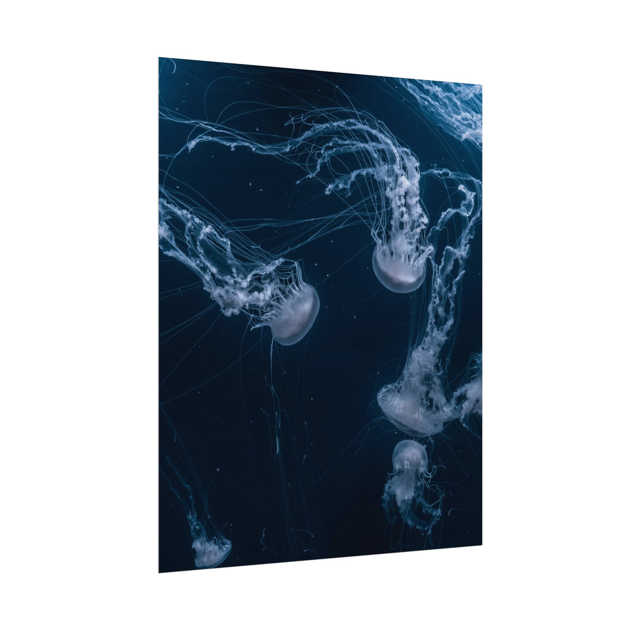 long-jellyfish-wall-art-poster-print-wall-hanging-ocean-life-deep-ocean-decor-home-decor-housewarming-gift