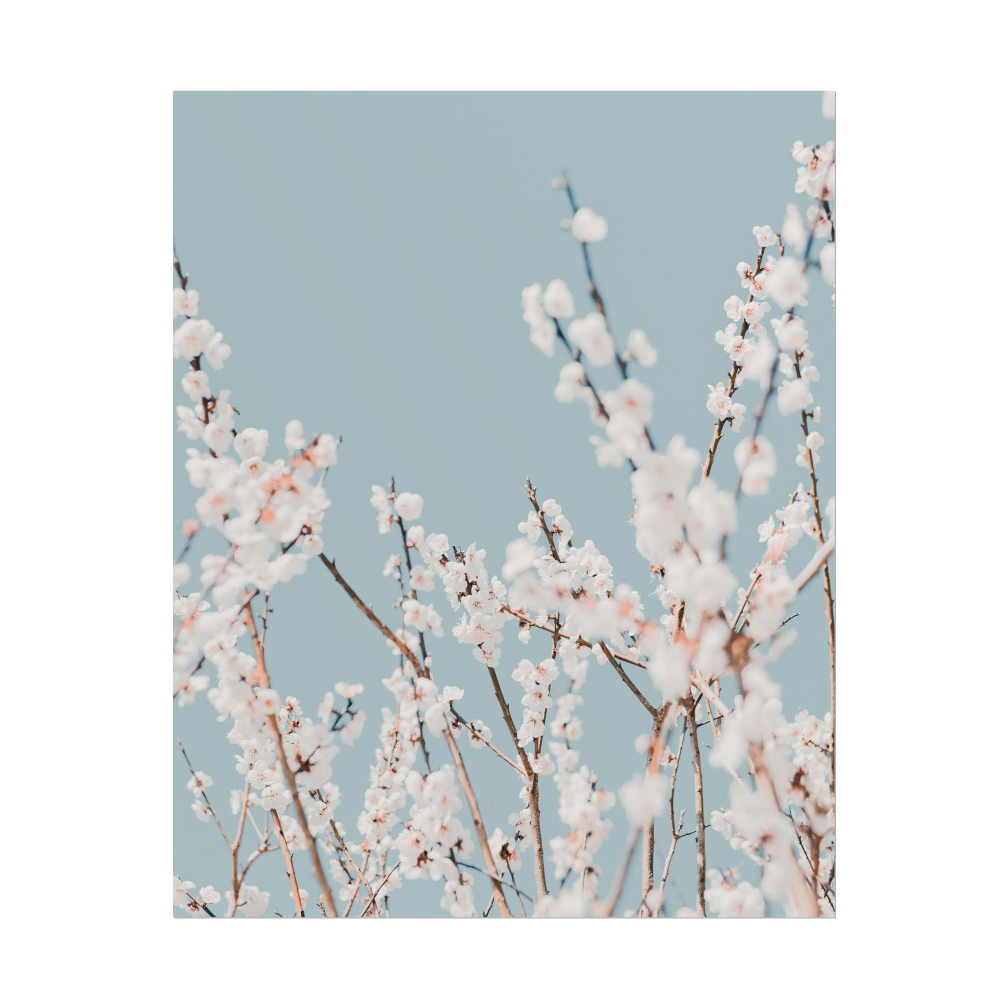 blossom-flowers-poster-print-minimalist-aesthetic-wall-art-fine-art-paper-home-decor-floral-decor-elegant-artwork