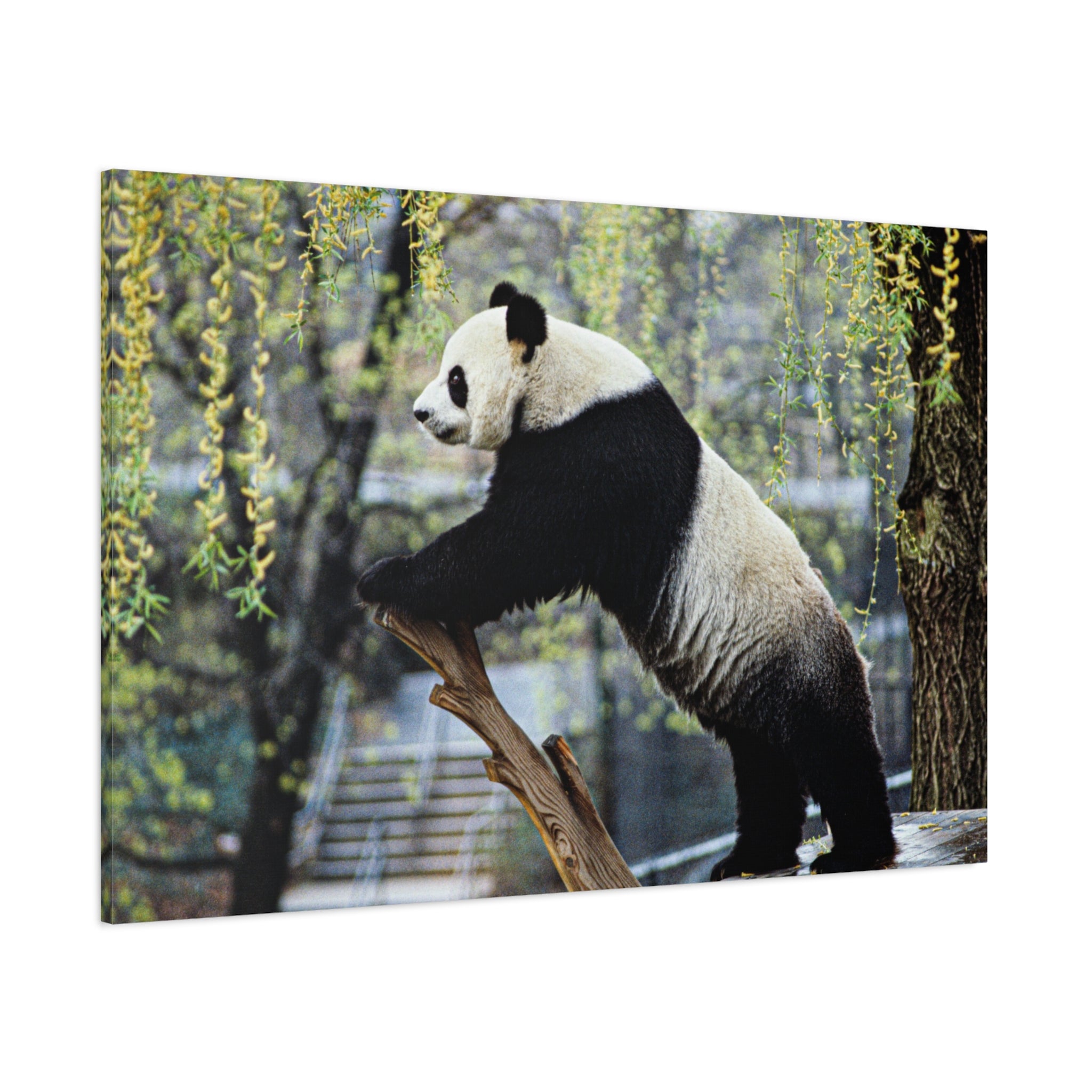 canvas-wall-art-cute-panda-wall-decor-nature-home-decor-panda-gift-panda-canvas-print-stretched-matte-canvas