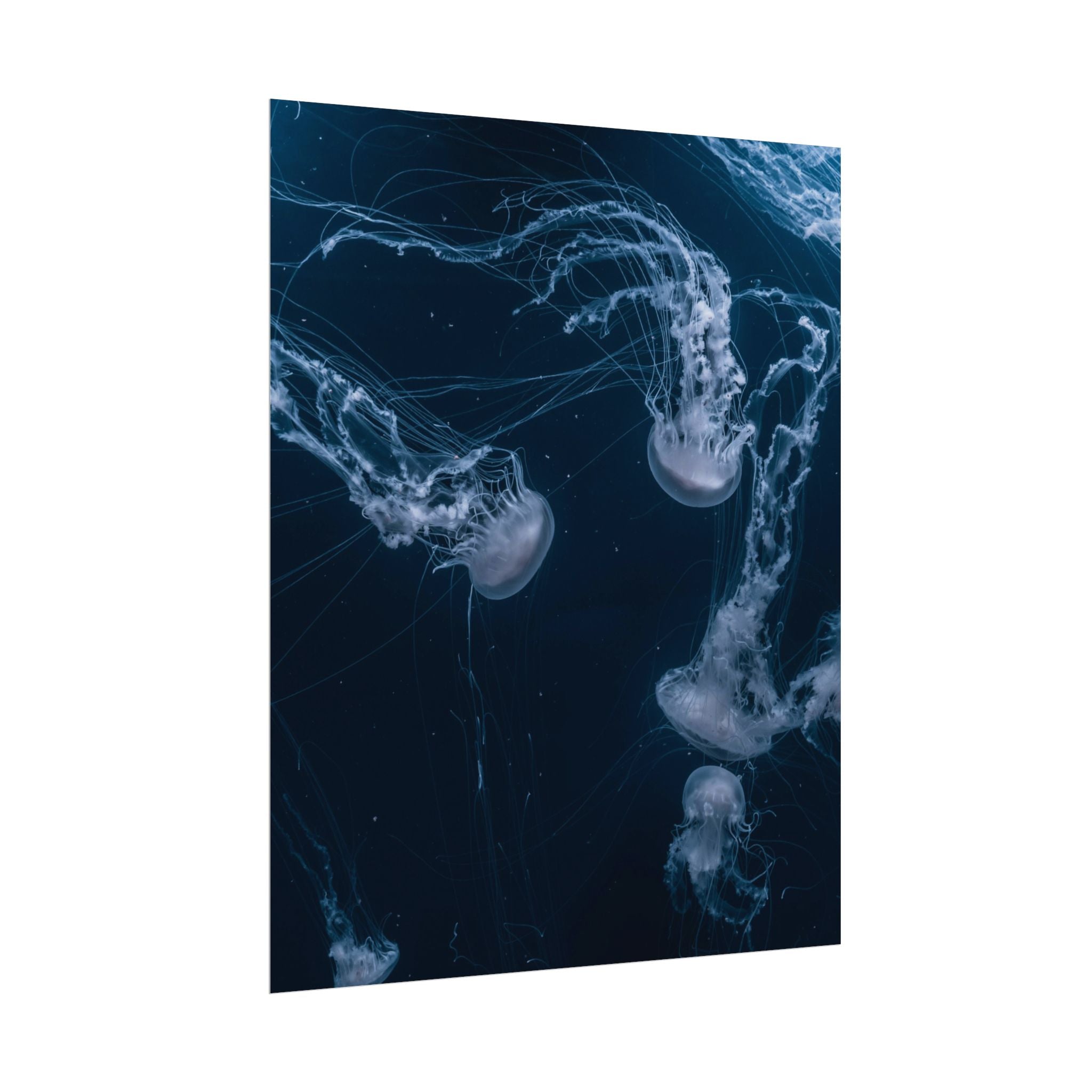 long-jellyfish-wall-art-poster-print-wall-hanging-ocean-life-deep-ocean-decor-home-decor-housewarming-gift