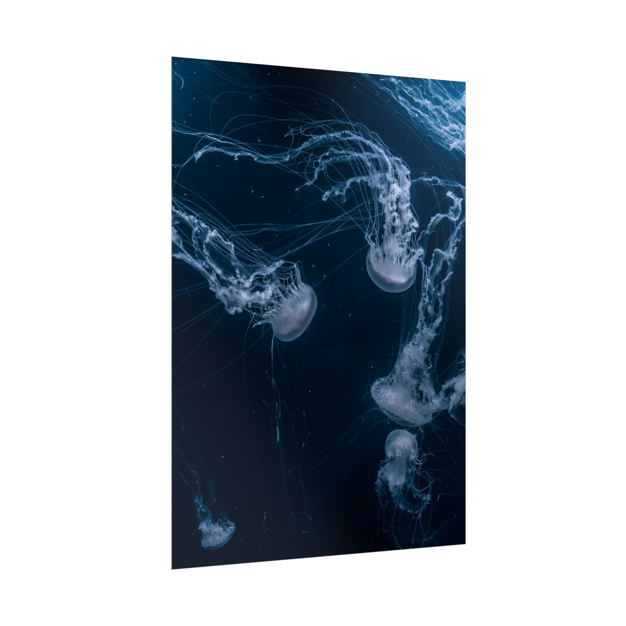 long-jellyfish-wall-art-poster-print-wall-hanging-ocean-life-deep-ocean-decor-home-decor-housewarming-gift