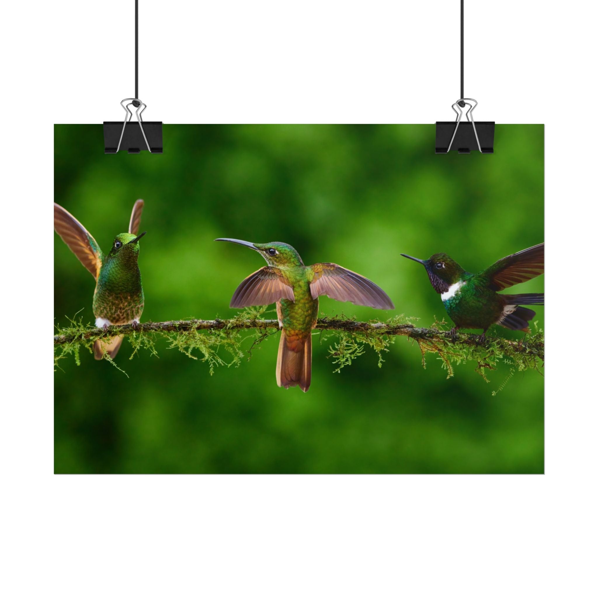 hummingbirds-poster-print-wild-birds-wall-art-home-decor-wall-decor-nature-art-gift-for-bird-lovers-panoramic