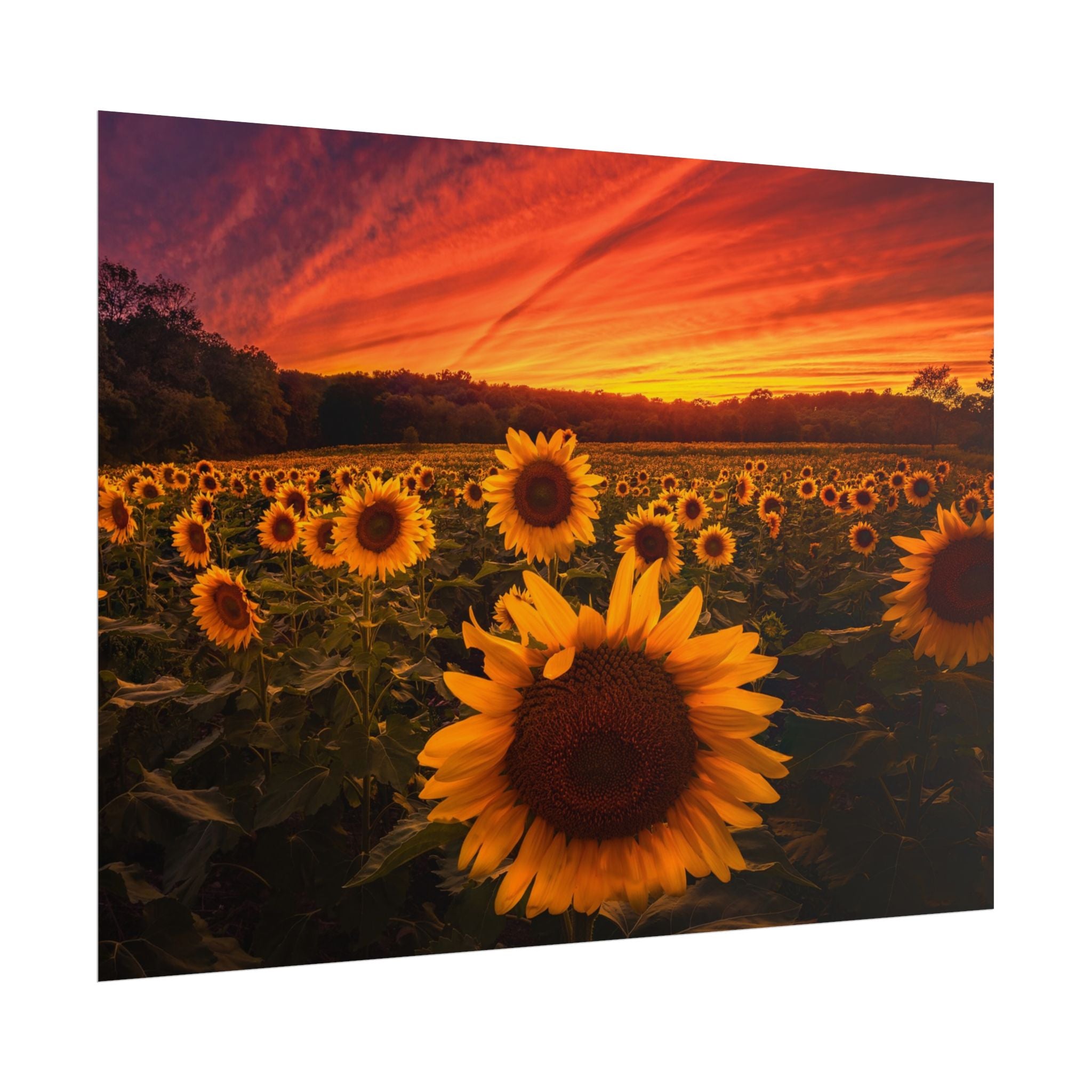 sun-flower-poster-print-sunset-wall-art-decor-home-decor-nature-art-floral-print-gift-for-nature-lovers-farmhouse-wall-decor