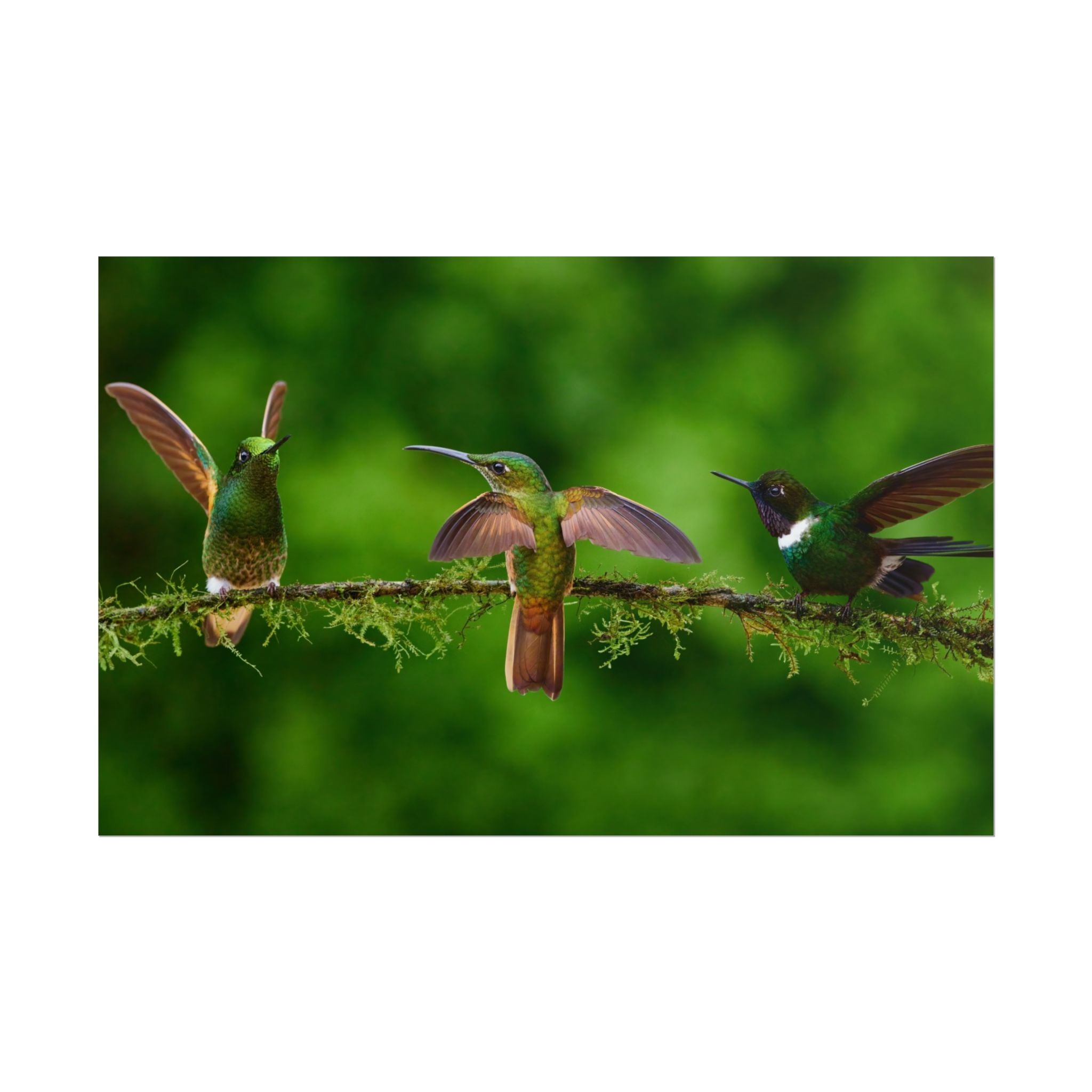 hummingbirds-poster-print-wild-birds-wall-art-home-decor-wall-decor-nature-art-gift-for-bird-lovers-panoramic