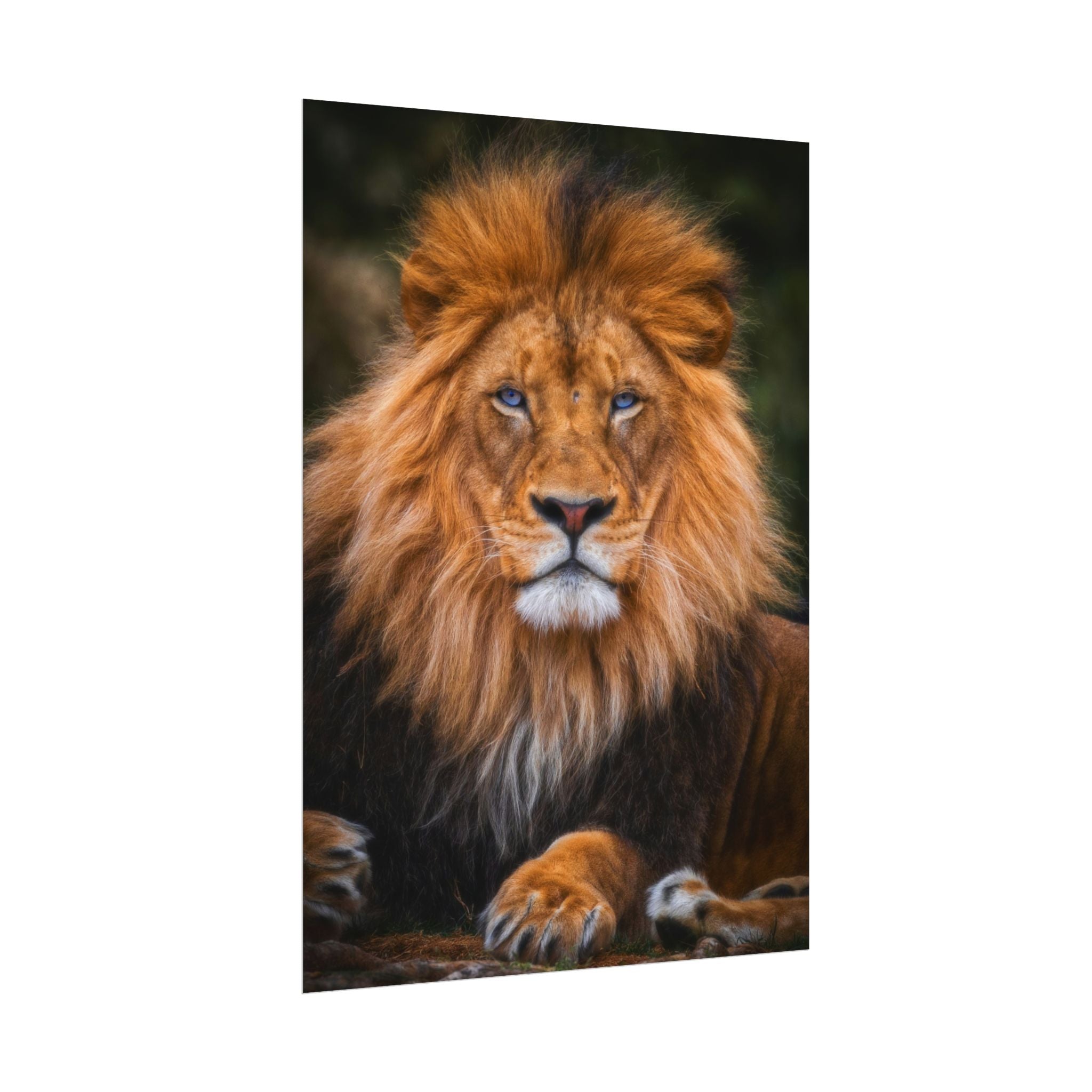blue-eyed-lion-poster-wall-art-wildlife-home-decor-animal-lover-gift-safari-decoration-wildlife-art-print-lion-wall-decor