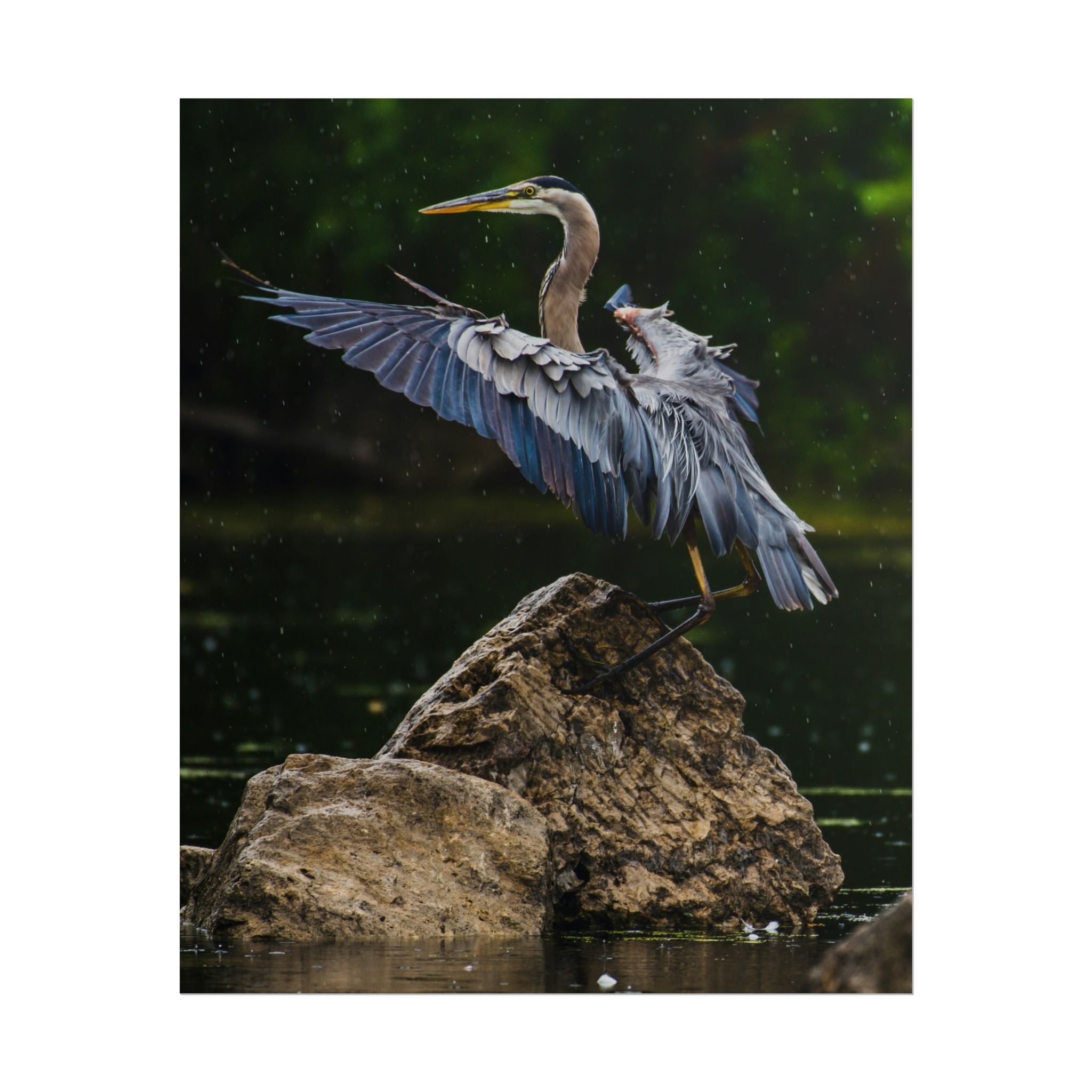 great-blue-heron-poster-wall-art-home-decor-bird-lover-gift-nature-wall-hanging-wildlife-poster