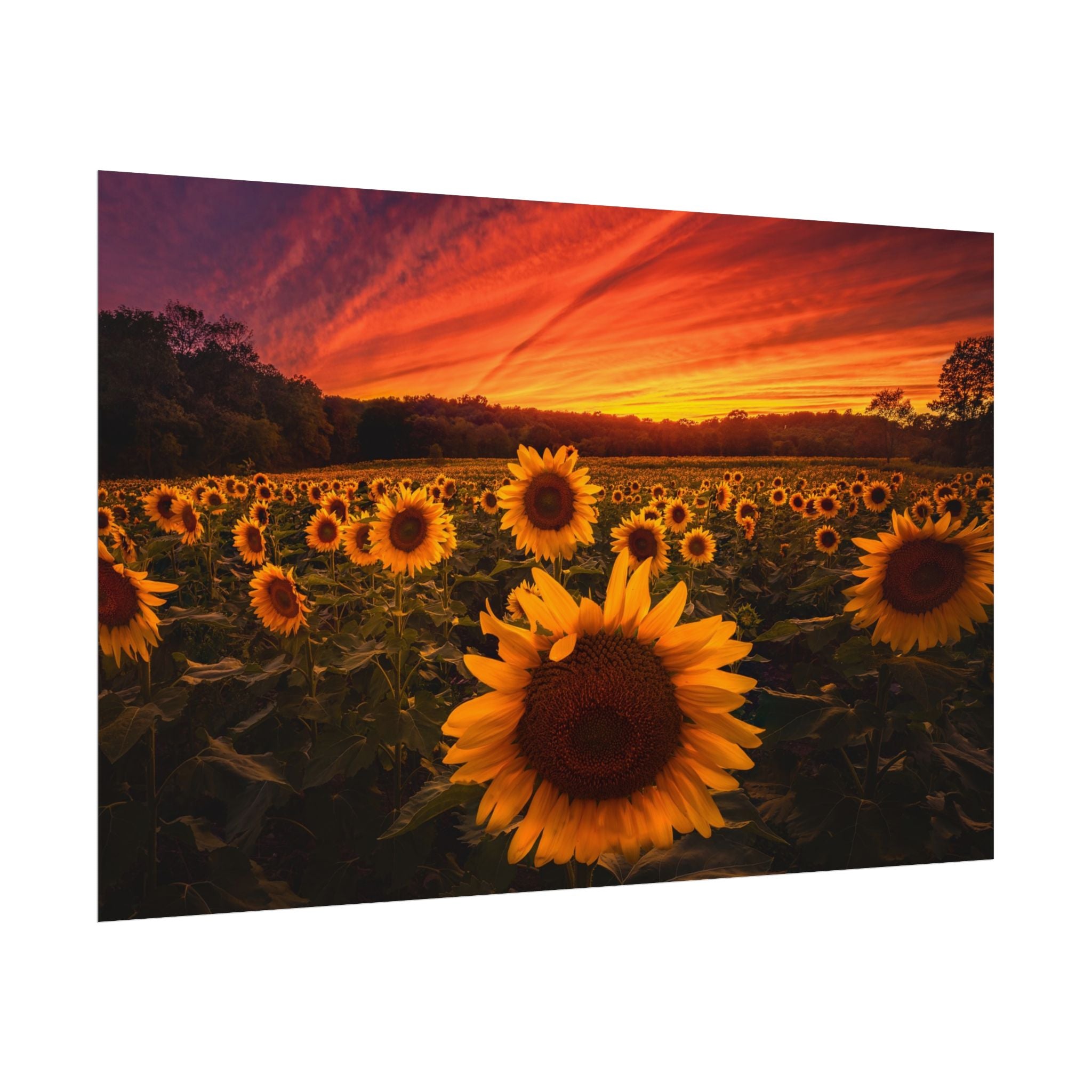 sun-flower-poster-print-sunset-wall-art-decor-home-decor-nature-art-floral-print-gift-for-nature-lovers-farmhouse-wall-decor