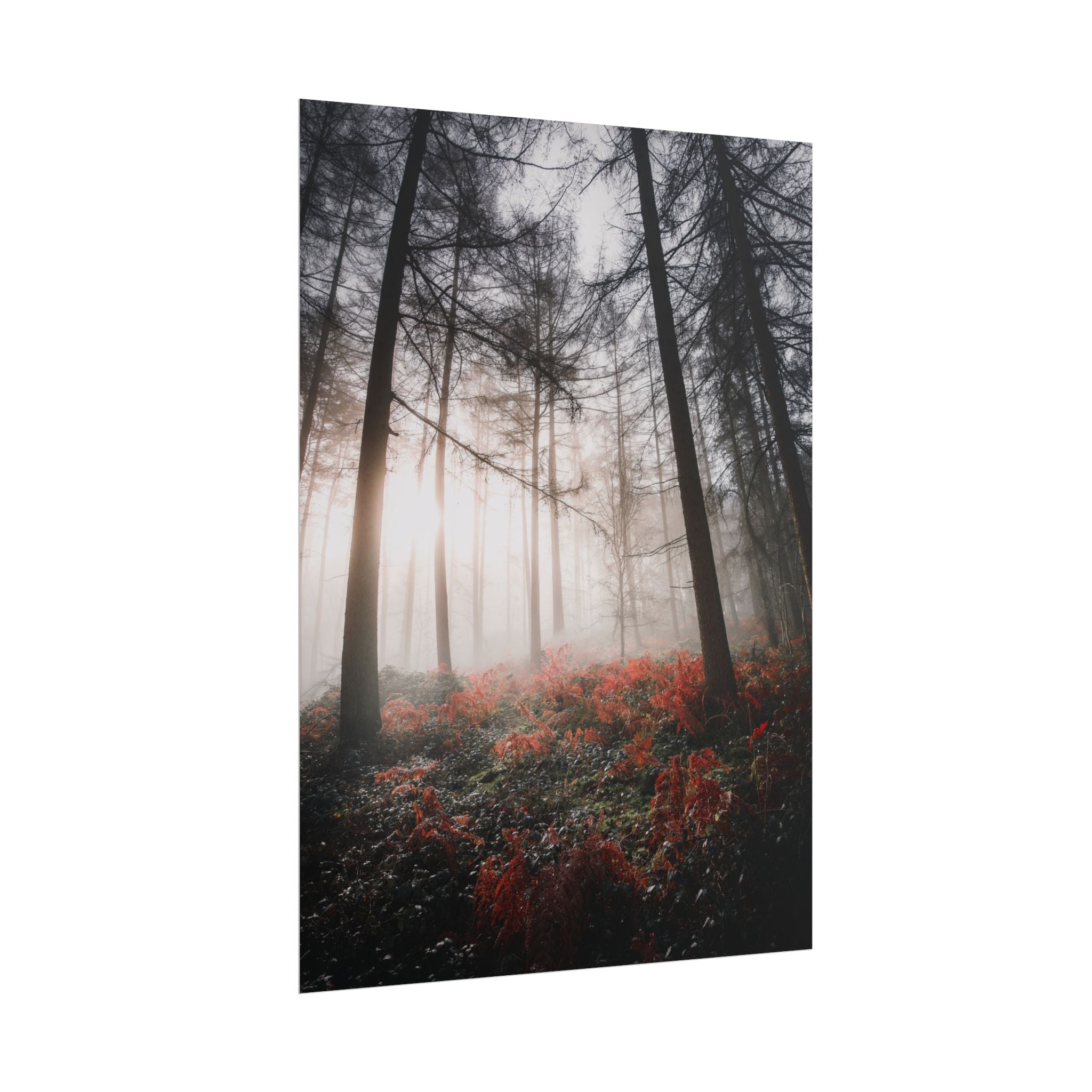 poster-print-misty-woods-art-living-room-wall-decor-sunlight-forest-landscape-aesthetic-nature-art-nature-artwork-poster-gift