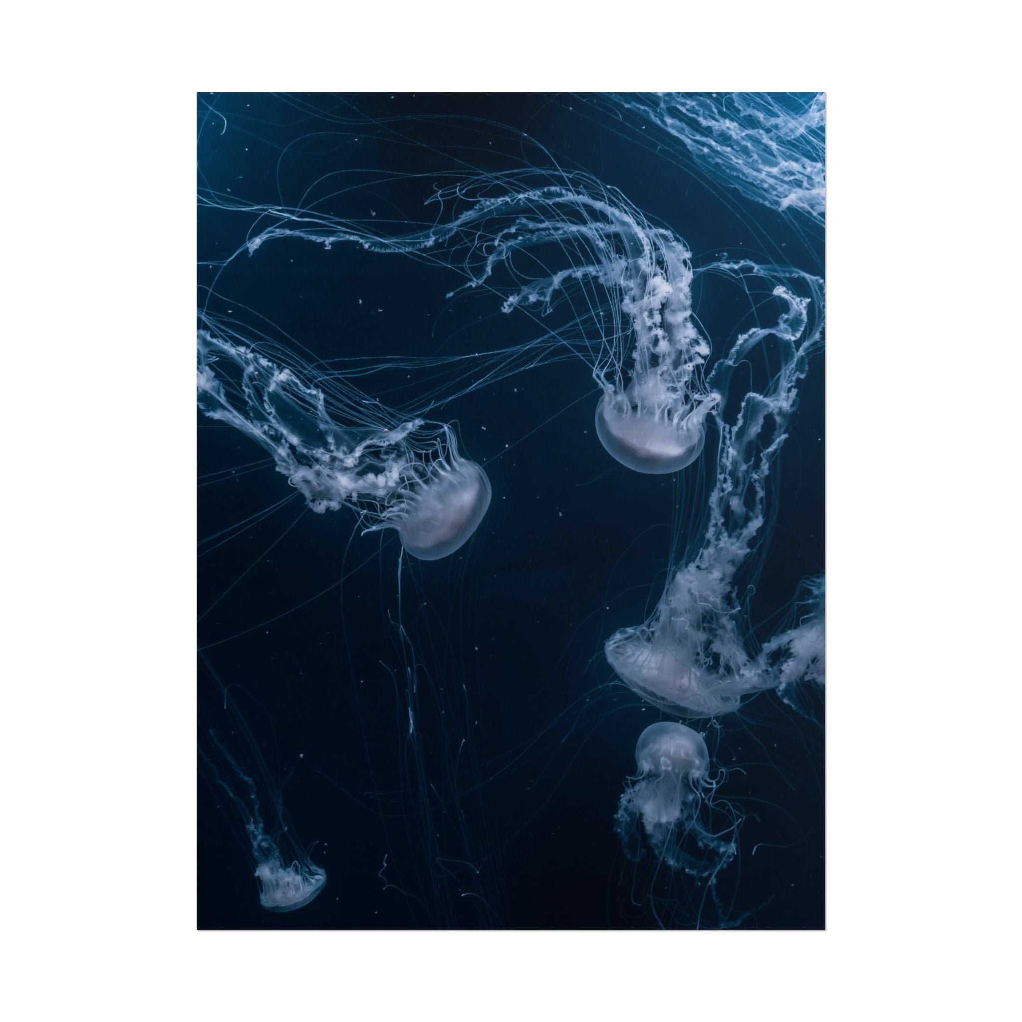 long-jellyfish-wall-art-poster-print-wall-hanging-ocean-life-deep-ocean-decor-home-decor-housewarming-gift