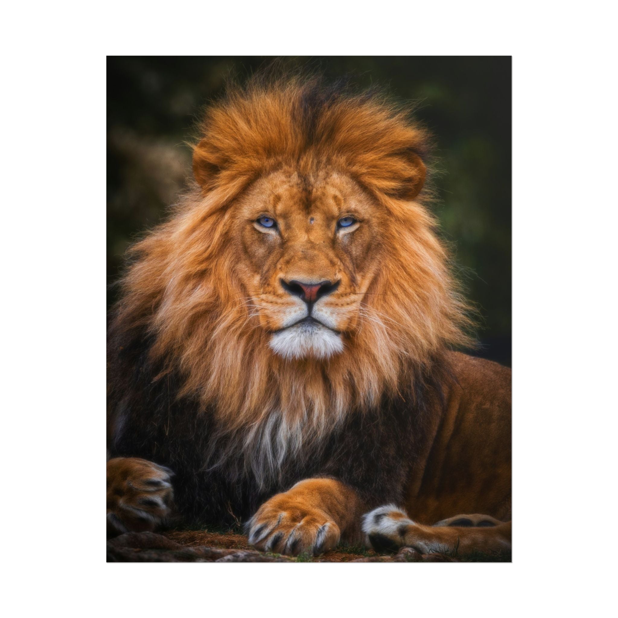 blue-eyed-lion-poster-wall-art-wildlife-home-decor-animal-lover-gift-safari-decoration-wildlife-art-print-lion-wall-decor