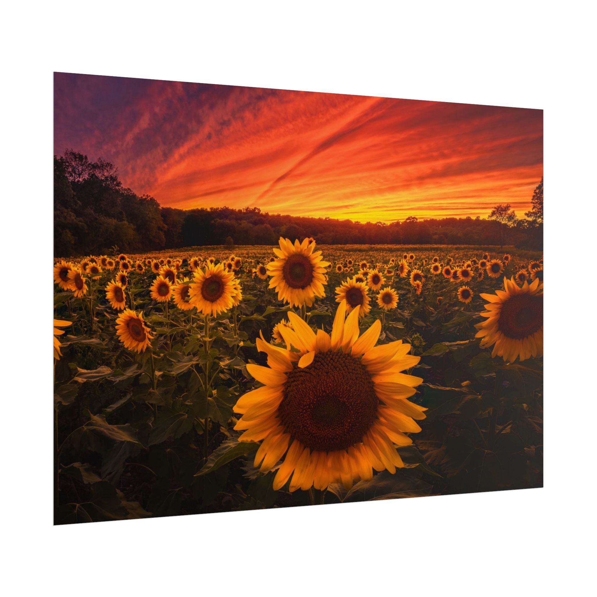 sun-flower-poster-print-sunset-wall-art-decor-home-decor-nature-art-floral-print-gift-for-nature-lovers-farmhouse-wall-decor