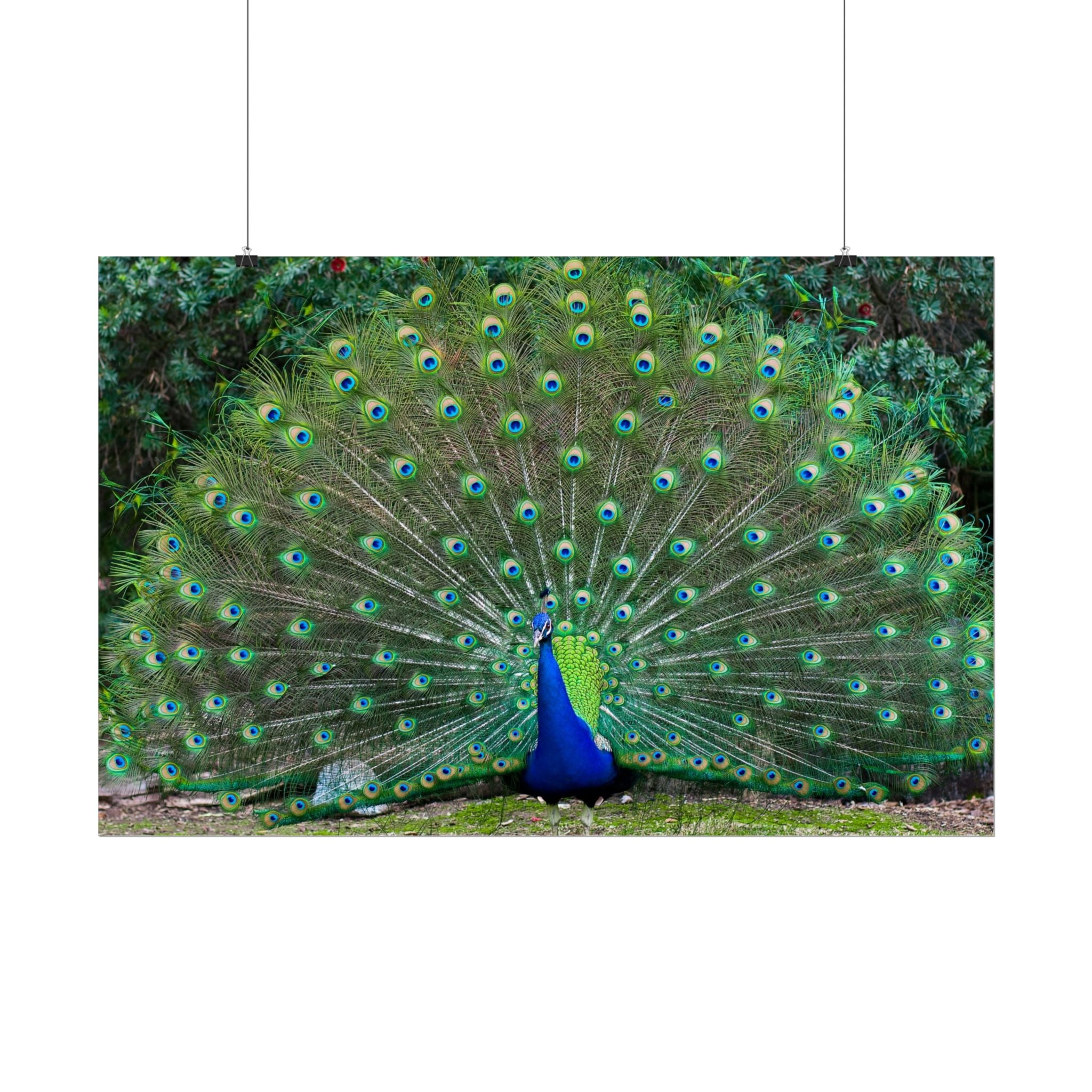 peacock-fine-art-poster-wall-art-print-gift-home-decor-rolled-posters-art-prints-unique-room-decor-animal-lover-gift-nature