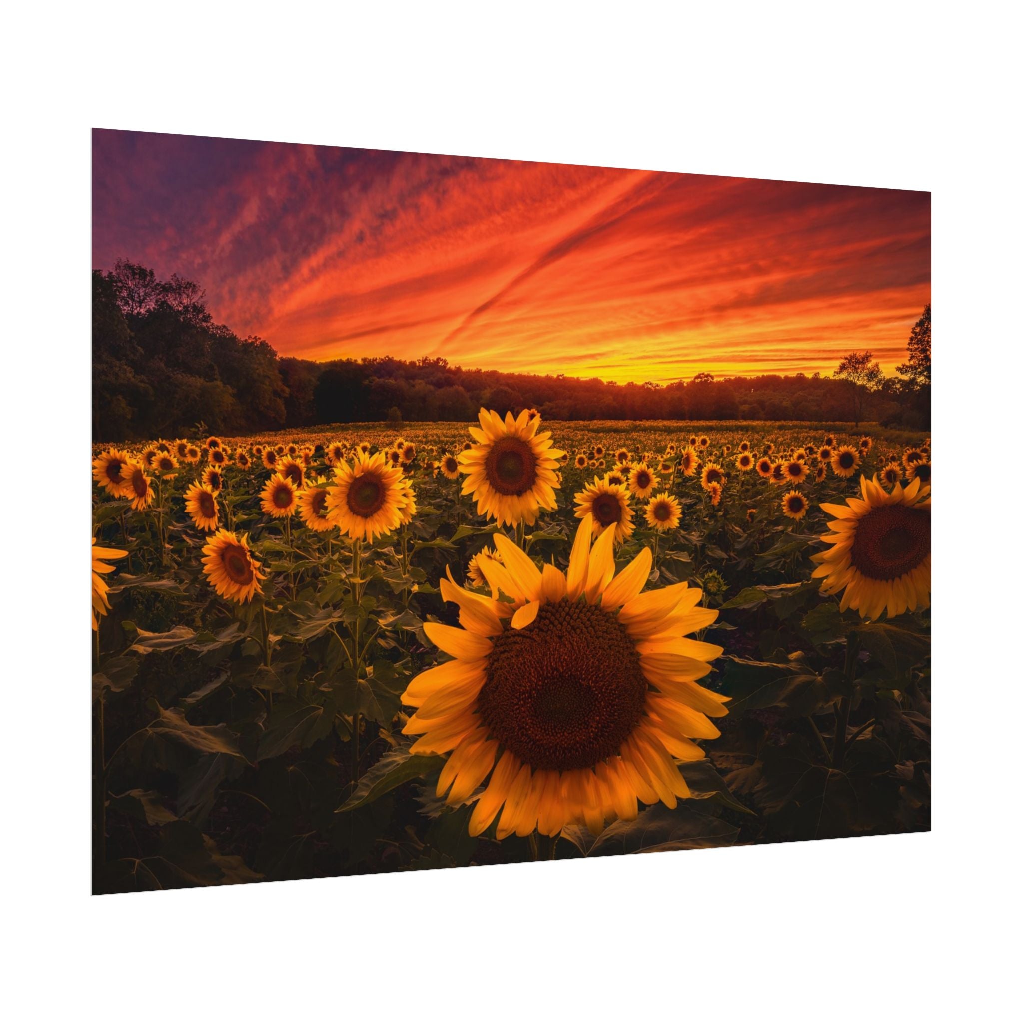 sun-flower-poster-print-sunset-wall-art-decor-home-decor-nature-art-floral-print-gift-for-nature-lovers-farmhouse-wall-decor