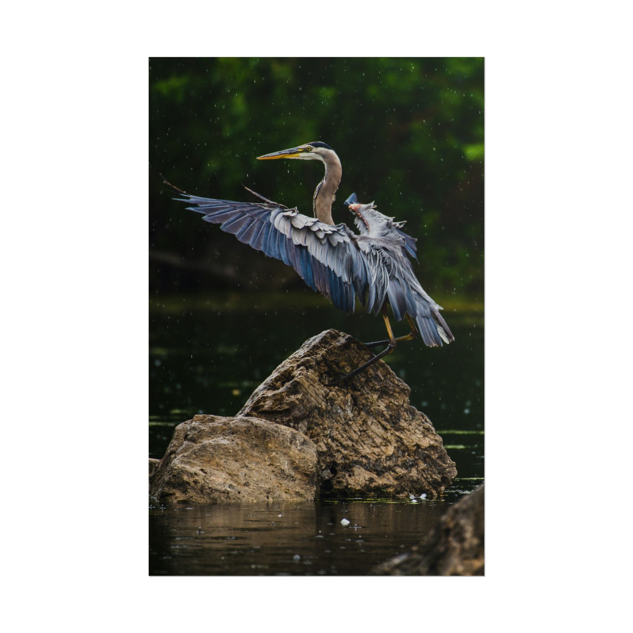 great-blue-heron-poster-wall-art-home-decor-bird-lover-gift-nature-wall-hanging-wildlife-poster