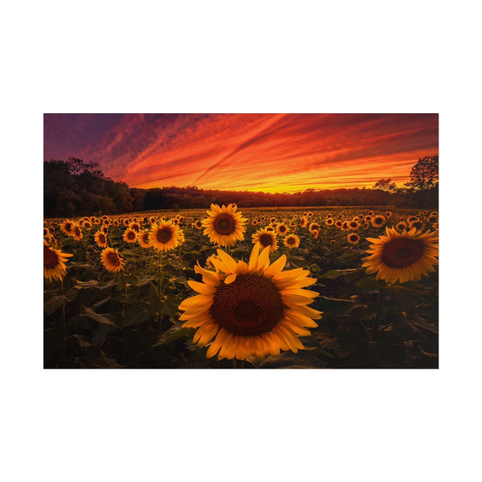 sun-flower-poster-print-sunset-wall-art-decor-home-decor-nature-art-floral-print-gift-for-nature-lovers-farmhouse-wall-decor