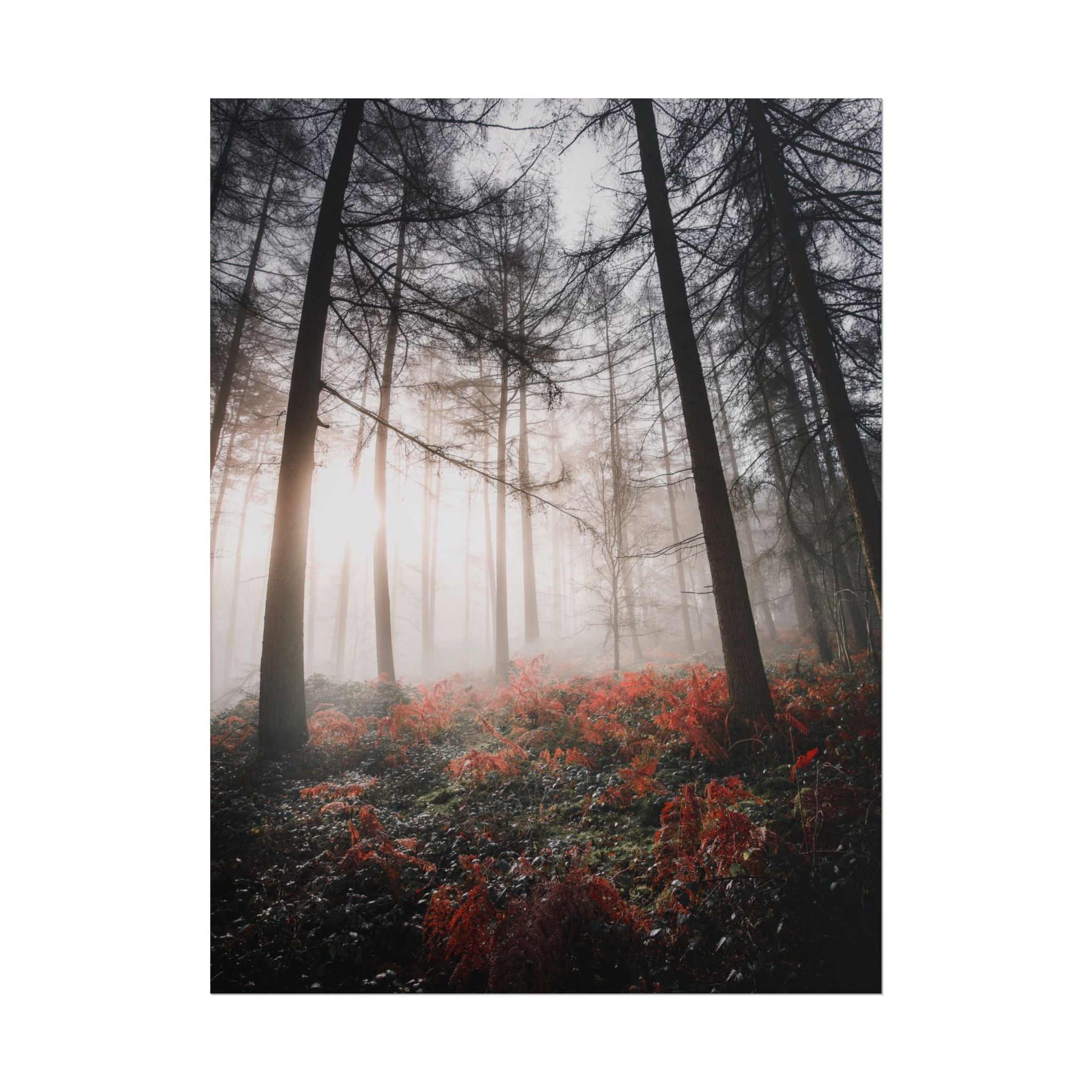 poster-print-misty-woods-art-living-room-wall-decor-sunlight-forest-landscape-aesthetic-nature-art-nature-artwork-poster-gift
