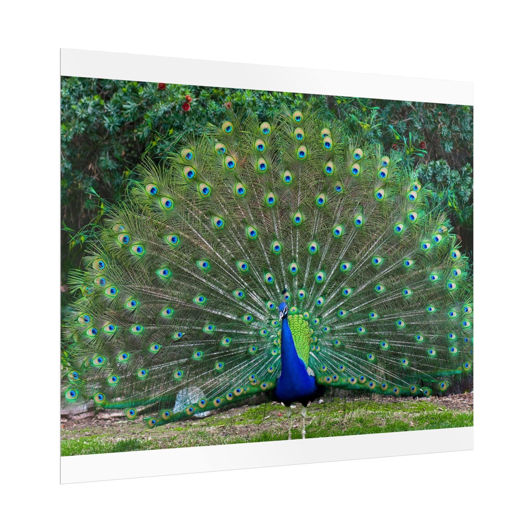peacock-fine-art-poster-wall-art-print-gift-home-decor-rolled-posters-art-prints-unique-room-decor-animal-lover-gift-nature