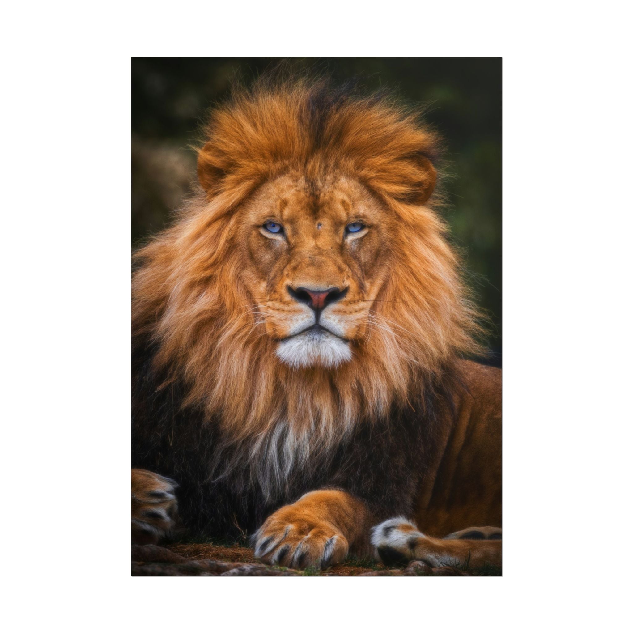 blue-eyed-lion-poster-wall-art-wildlife-home-decor-animal-lover-gift-safari-decoration-wildlife-art-print-lion-wall-decor