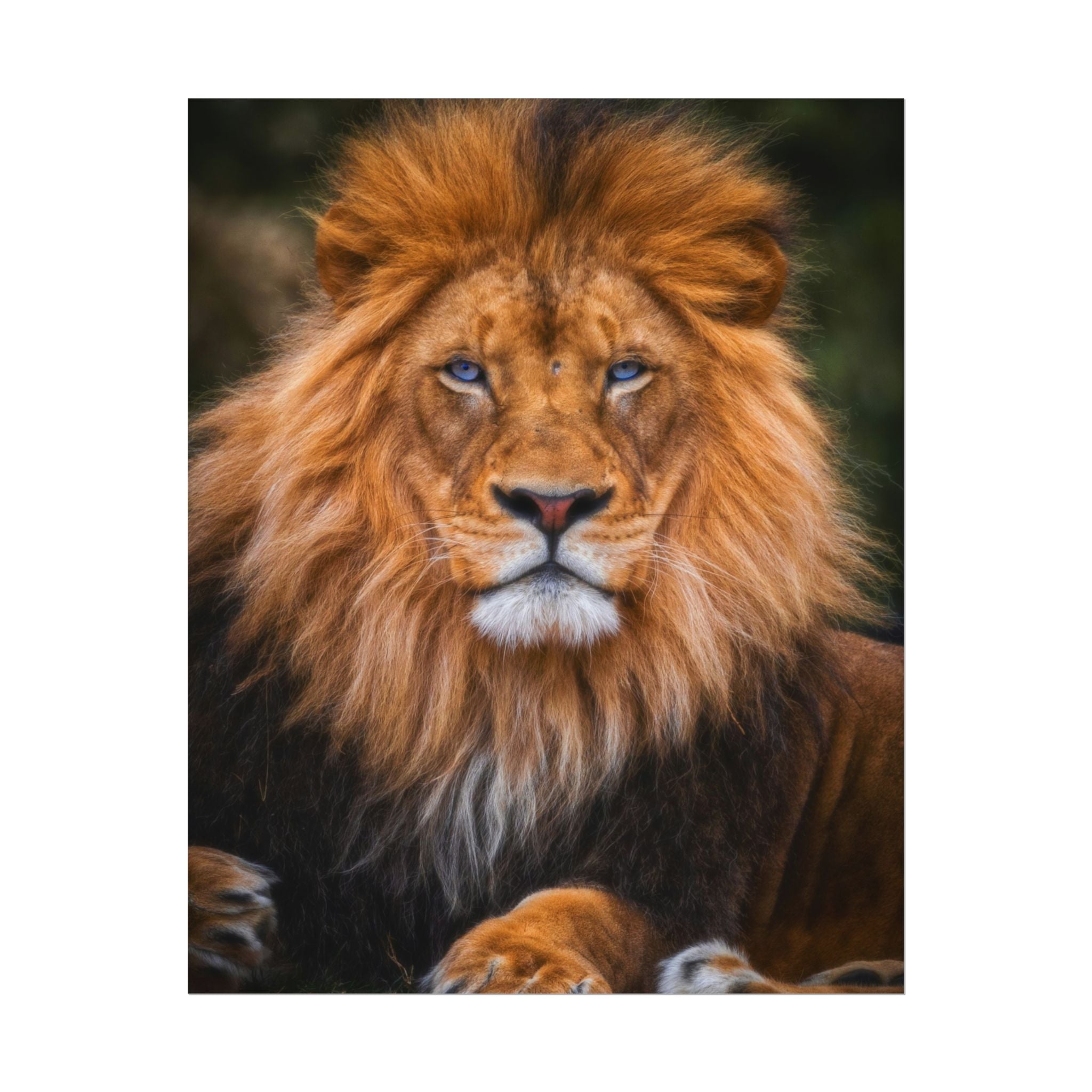 blue-eyed-lion-poster-wall-art-wildlife-home-decor-animal-lover-gift-safari-decoration-wildlife-art-print-lion-wall-decor