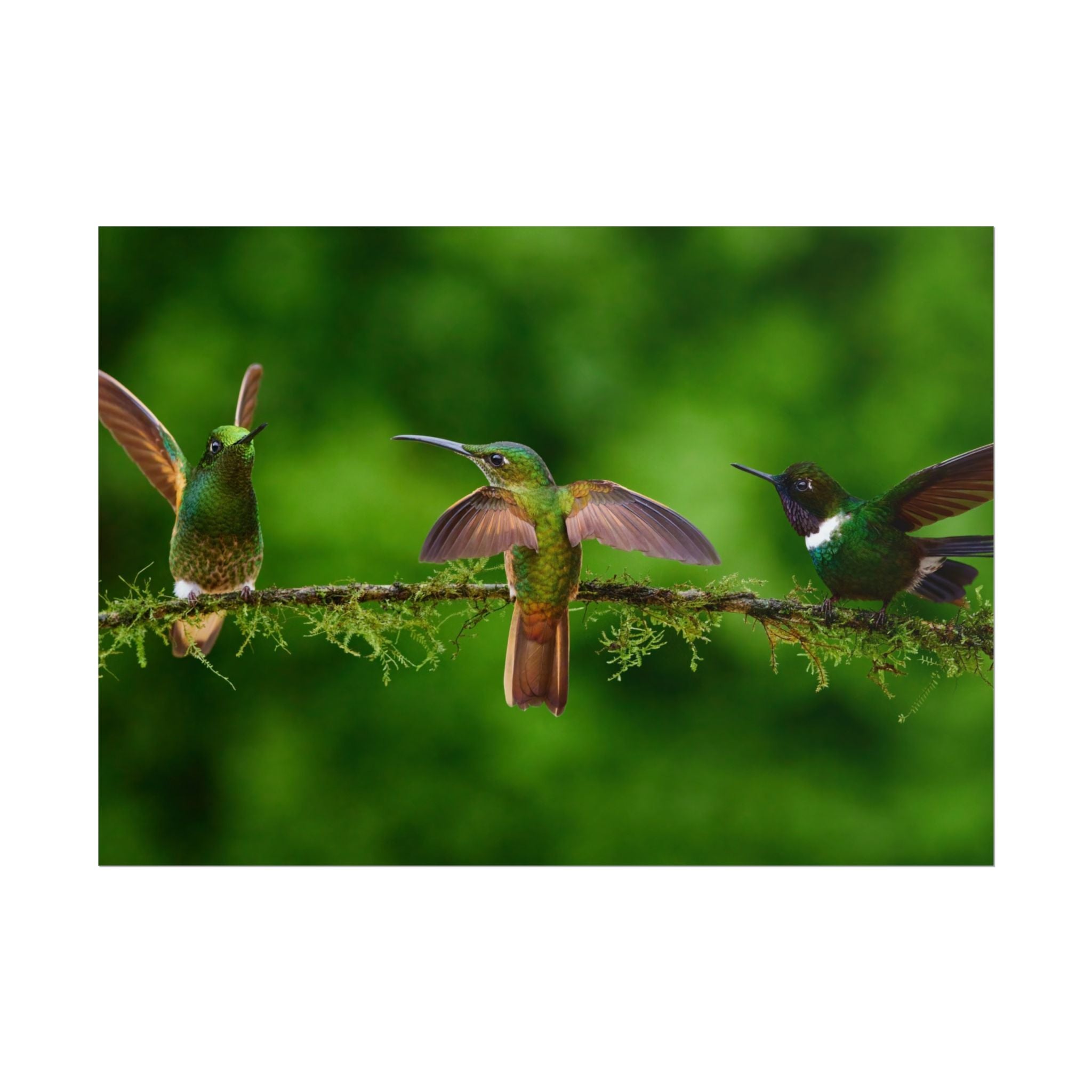 hummingbirds-poster-print-wild-birds-wall-art-home-decor-wall-decor-nature-art-gift-for-bird-lovers-panoramic