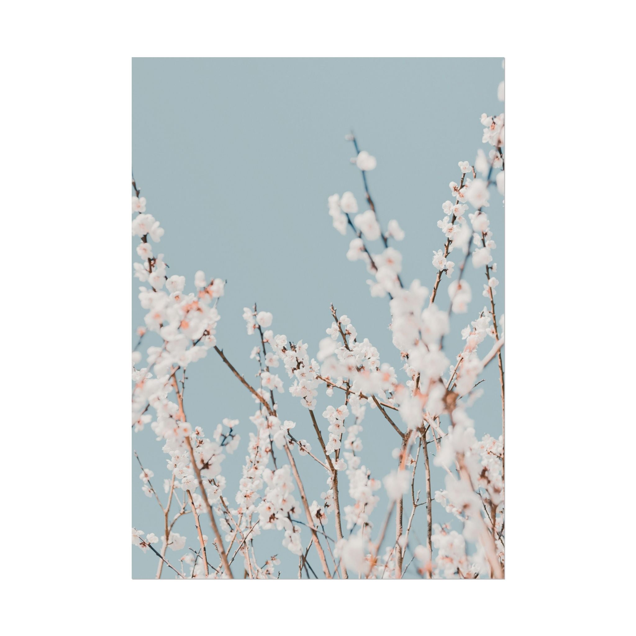 blossom-flowers-poster-print-minimalist-aesthetic-wall-art-fine-art-paper-home-decor-floral-decor-elegant-artwork