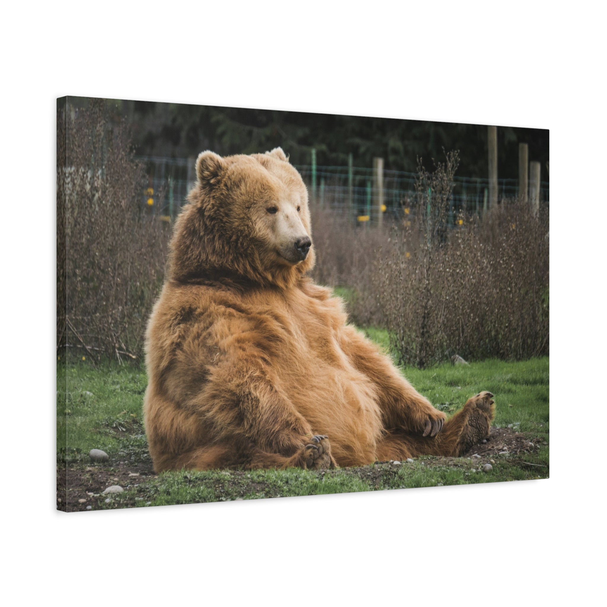 canvas-print-sitting-bear-nature-animal-art-wall-decor-wildlife-artwork-forest-cabin-decor-woodland-nursery-wall-art-outdoor-