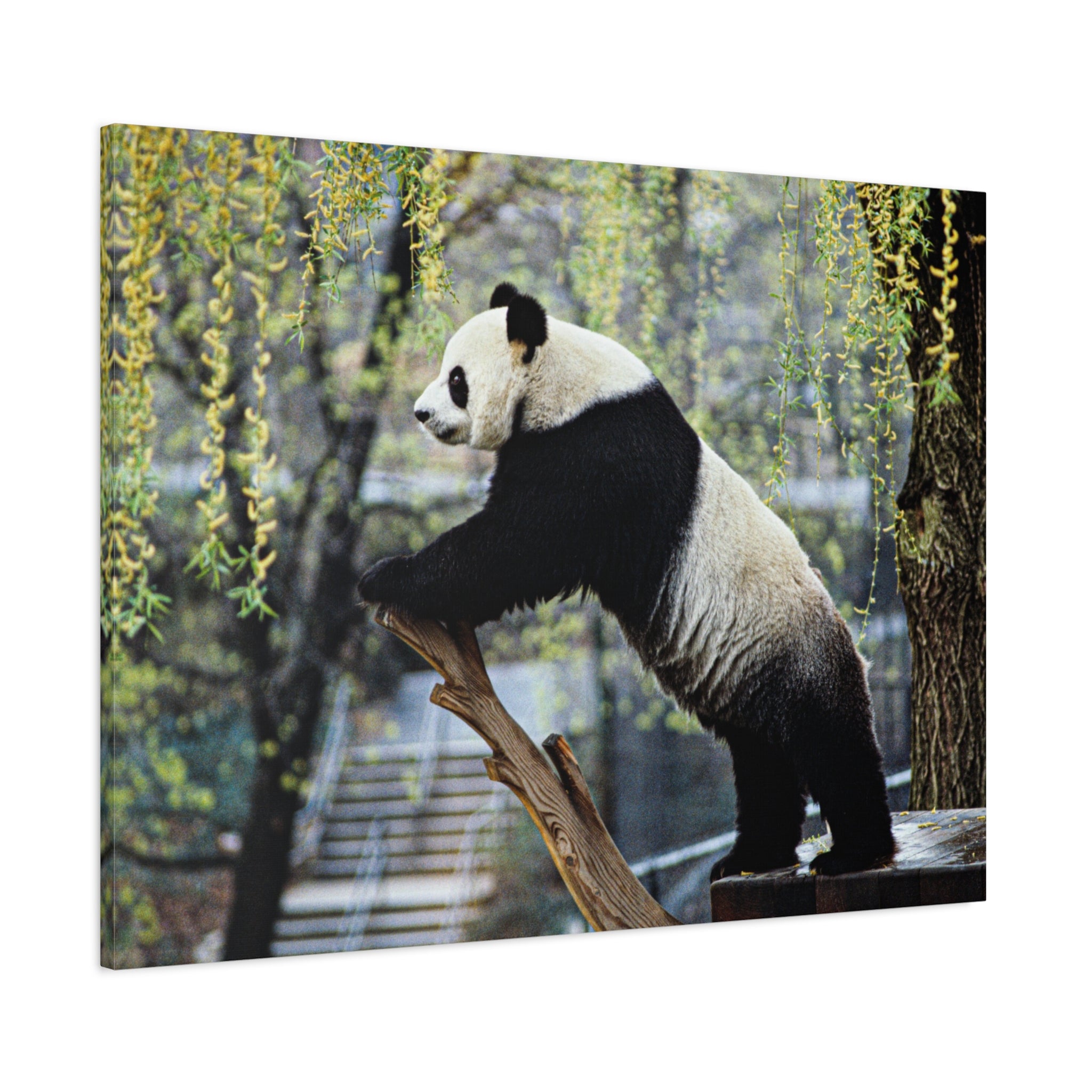 canvas-wall-art-cute-panda-wall-decor-nature-home-decor-panda-gift-panda-canvas-print-stretched-matte-canvas