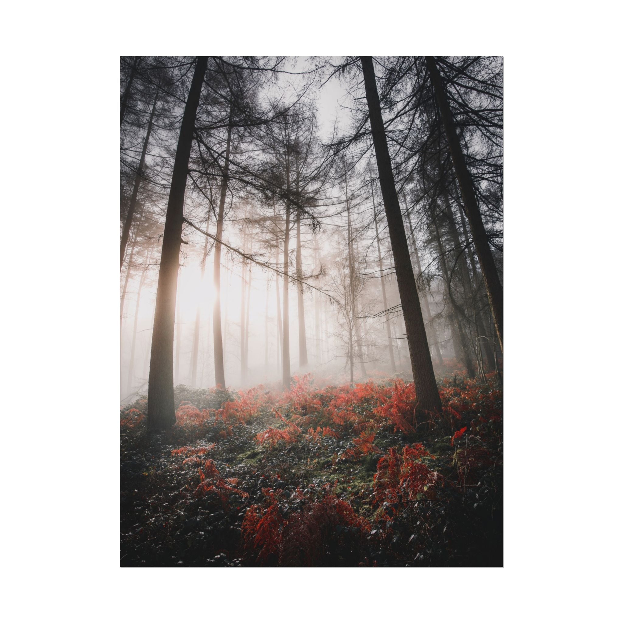 poster-print-misty-woods-art-living-room-wall-decor-sunlight-forest-landscape-aesthetic-nature-art-nature-artwork-poster-gift