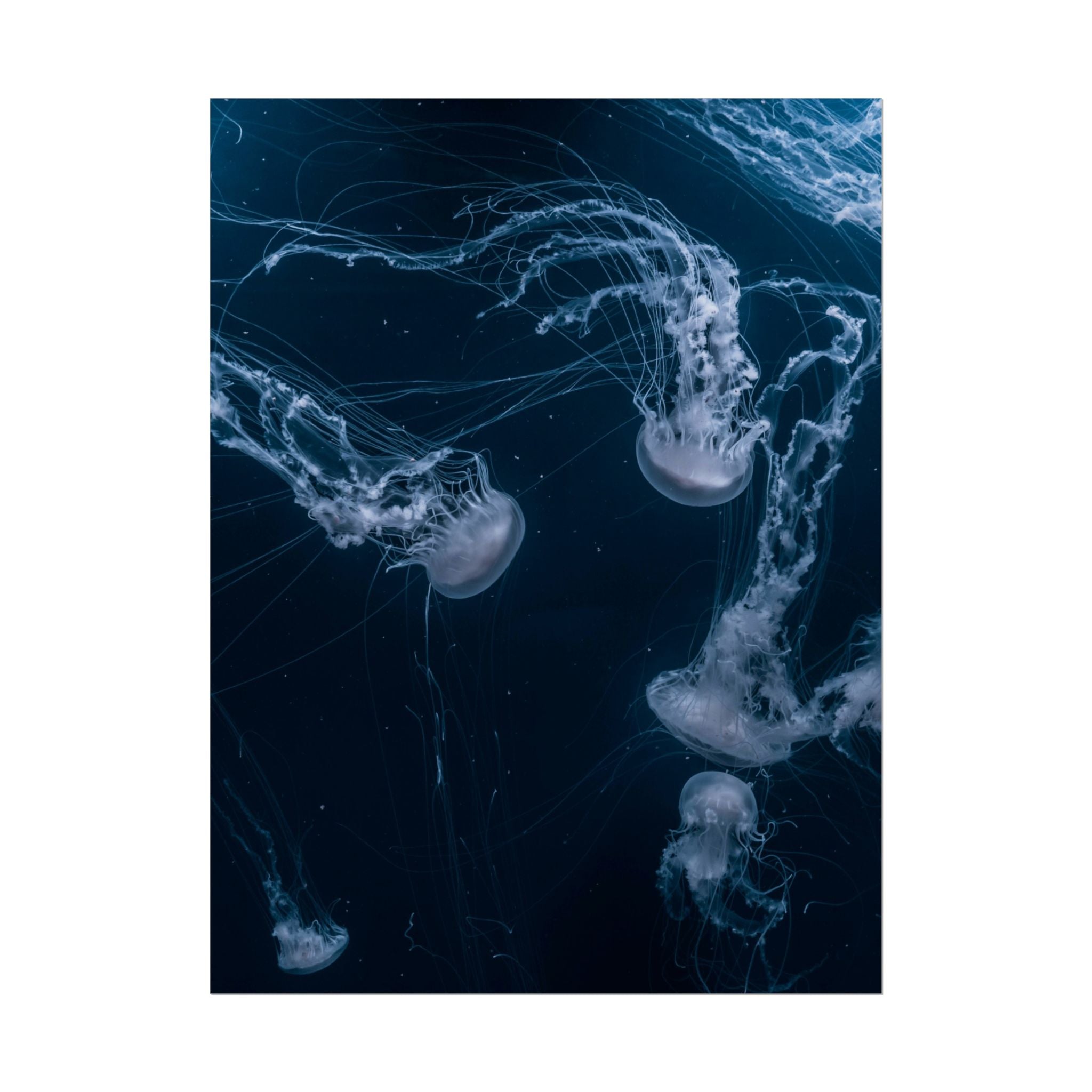 long-jellyfish-wall-art-poster-print-wall-hanging-ocean-life-deep-ocean-decor-home-decor-housewarming-gift
