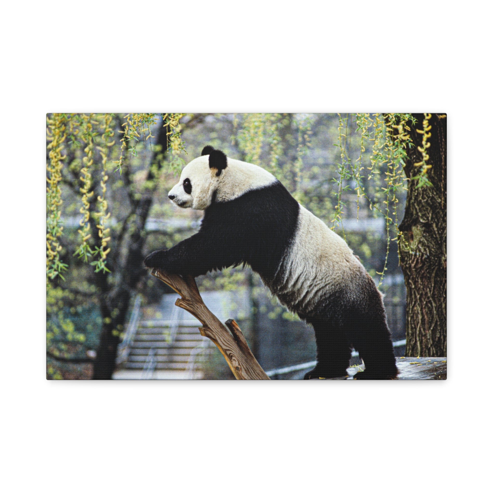 canvas-wall-art-cute-panda-wall-decor-nature-home-decor-panda-gift-panda-canvas-print-stretched-matte-canvas
