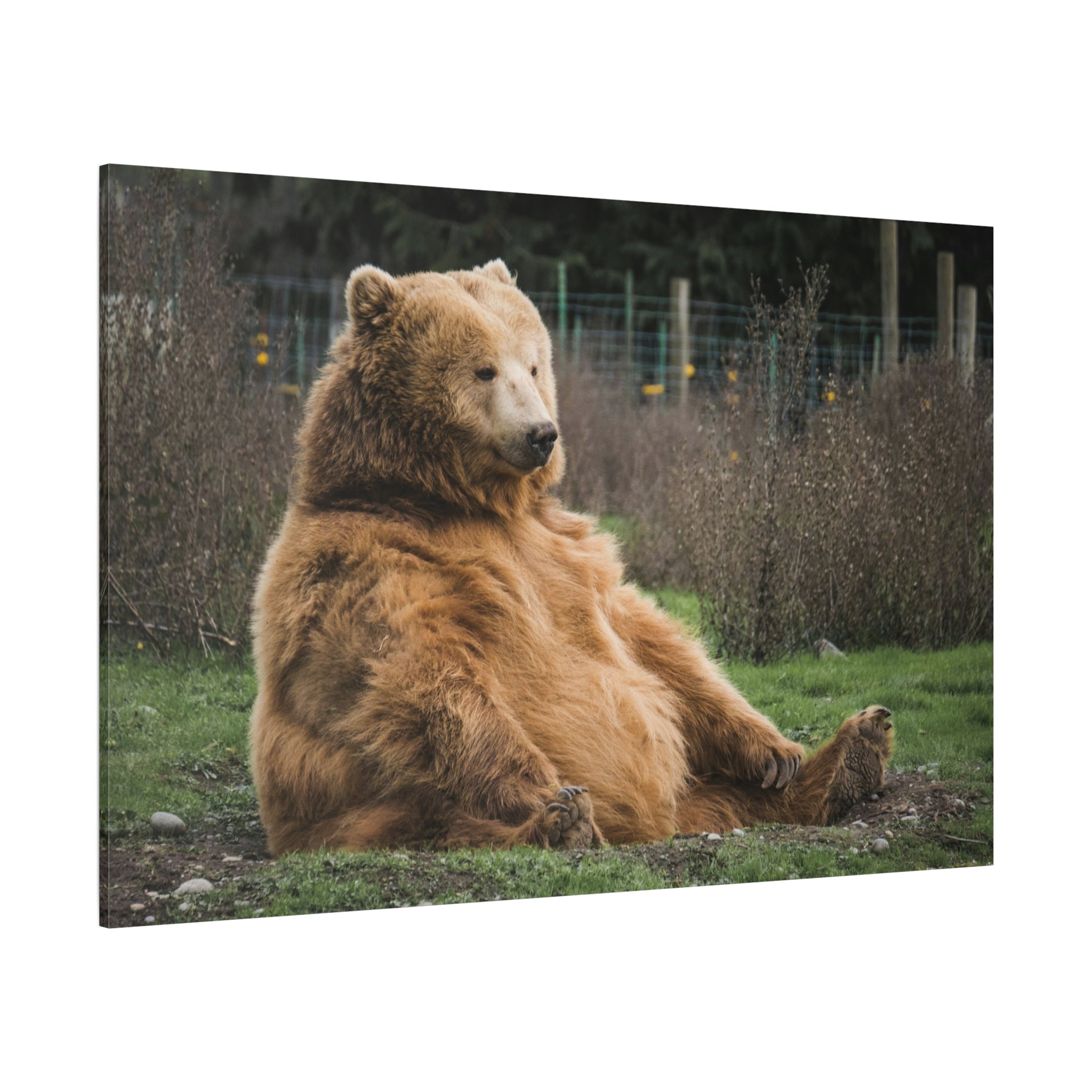 canvas-print-sitting-bear-nature-animal-art-wall-decor-wildlife-artwork-forest-cabin-decor-woodland-nursery-wall-art-outdoor-
