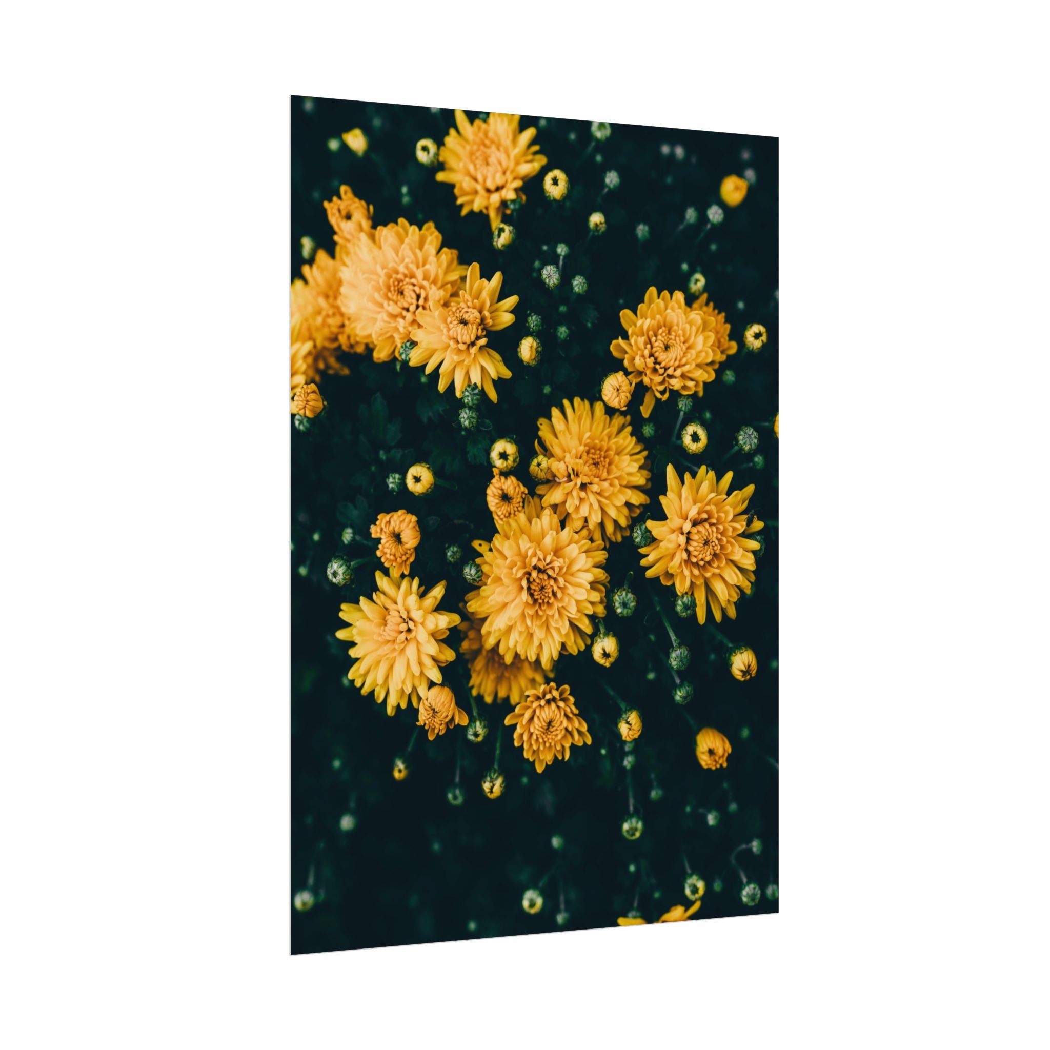 yellow-flower-art-poster-print-floral-wall-decor-floral-home-decor-gift-dark-botanical-art-print