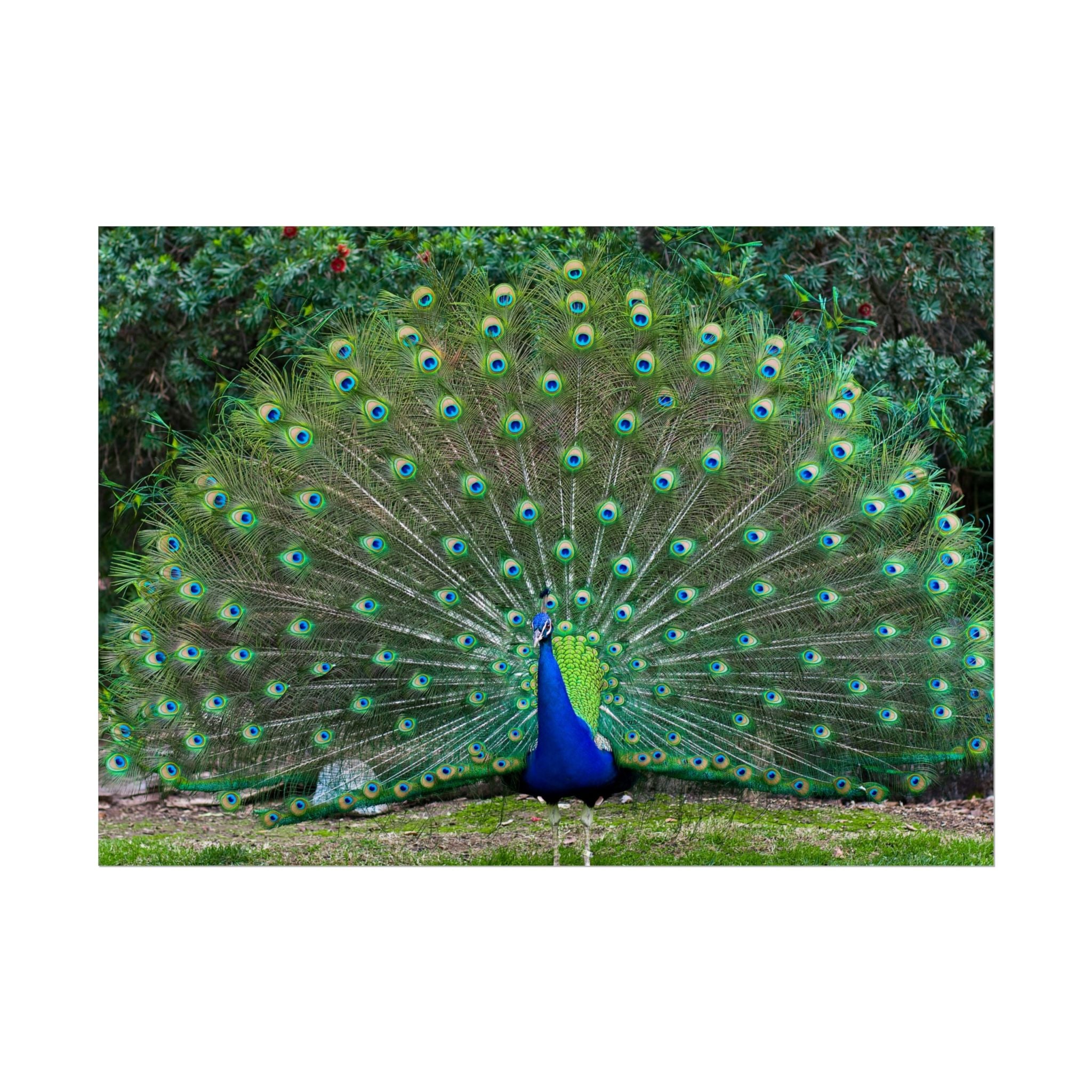 peacock-fine-art-poster-wall-art-print-gift-home-decor-rolled-posters-art-prints-unique-room-decor-animal-lover-gift-nature