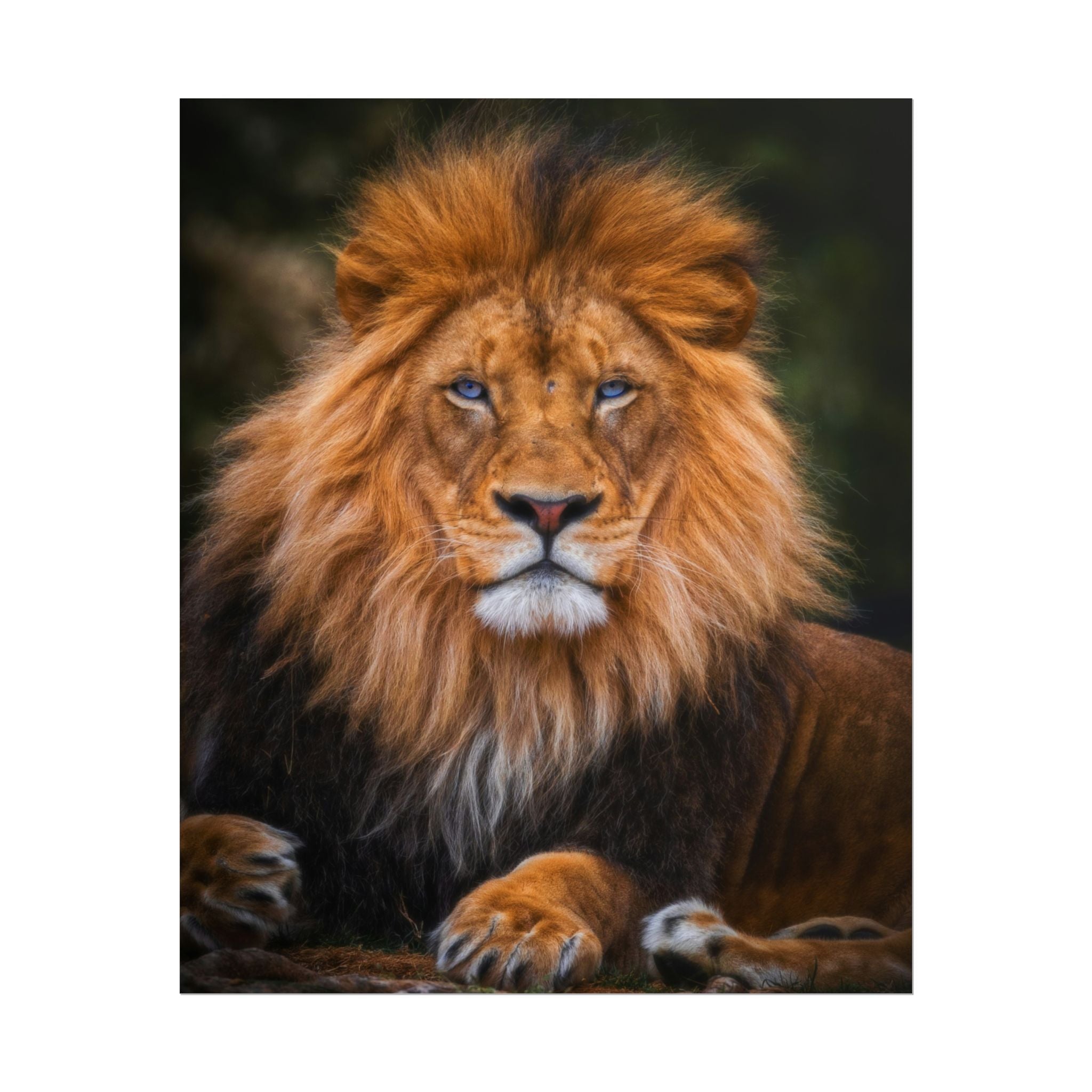 blue-eyed-lion-poster-wall-art-wildlife-home-decor-animal-lover-gift-safari-decoration-wildlife-art-print-lion-wall-decor