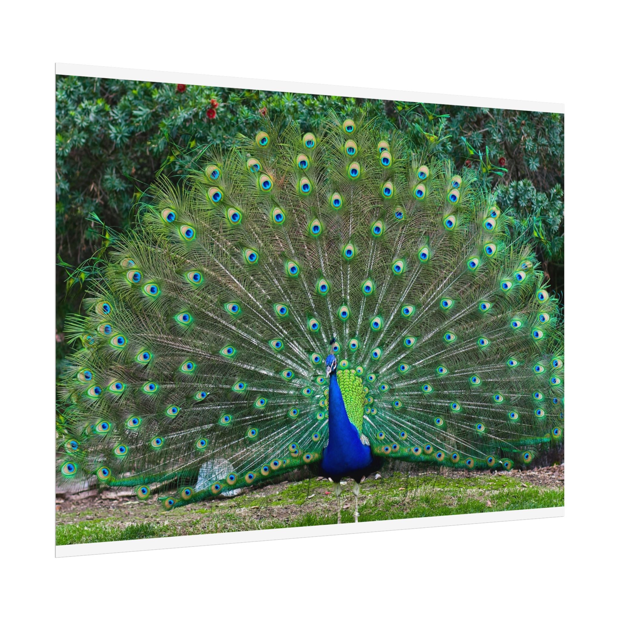 peacock-fine-art-poster-wall-art-print-gift-home-decor-rolled-posters-art-prints-unique-room-decor-animal-lover-gift-nature
