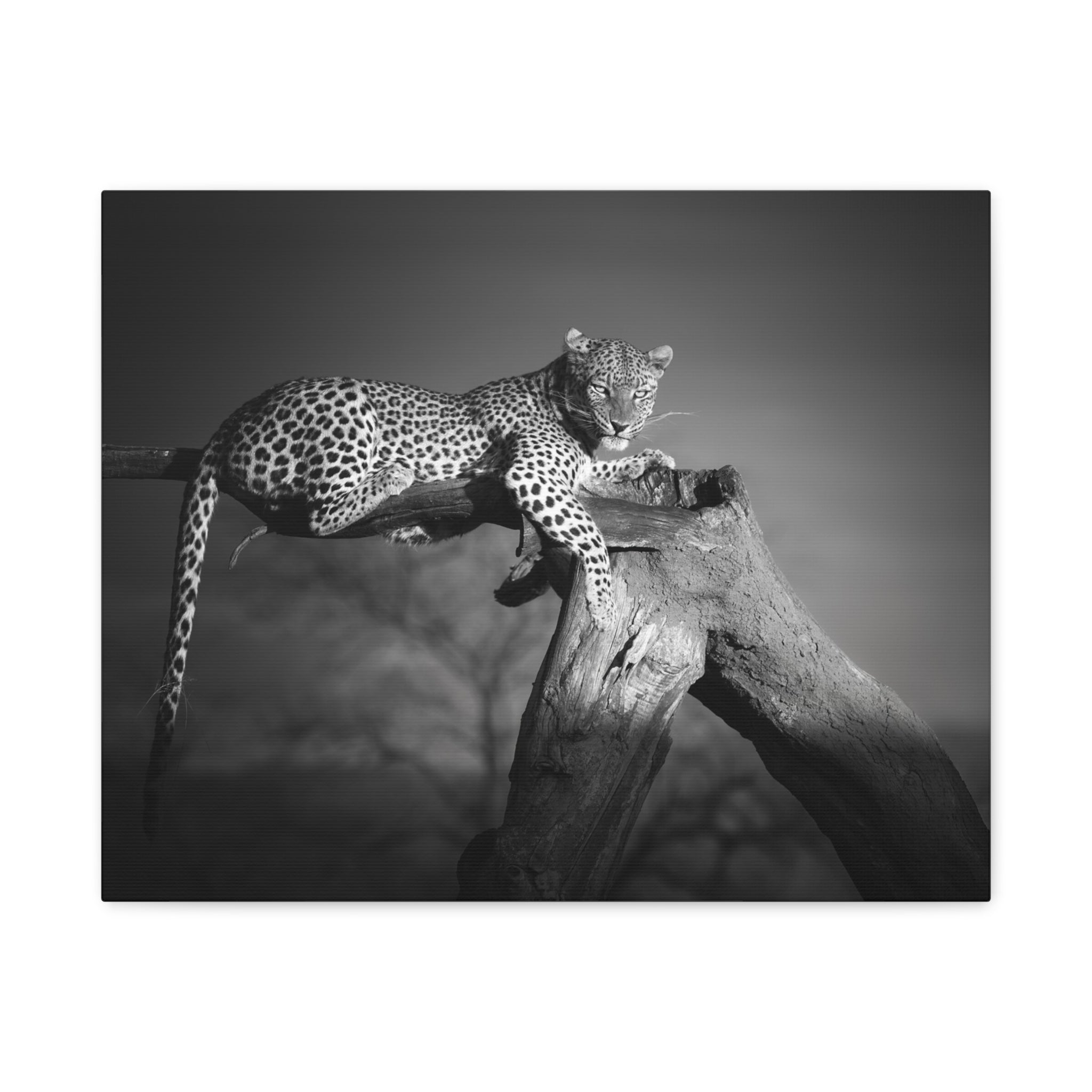 canvas-print-leopard-africa-savanna-wall-decor-black-and-white-photography-living-room-art-stretched-matte-canvas-home-decor-