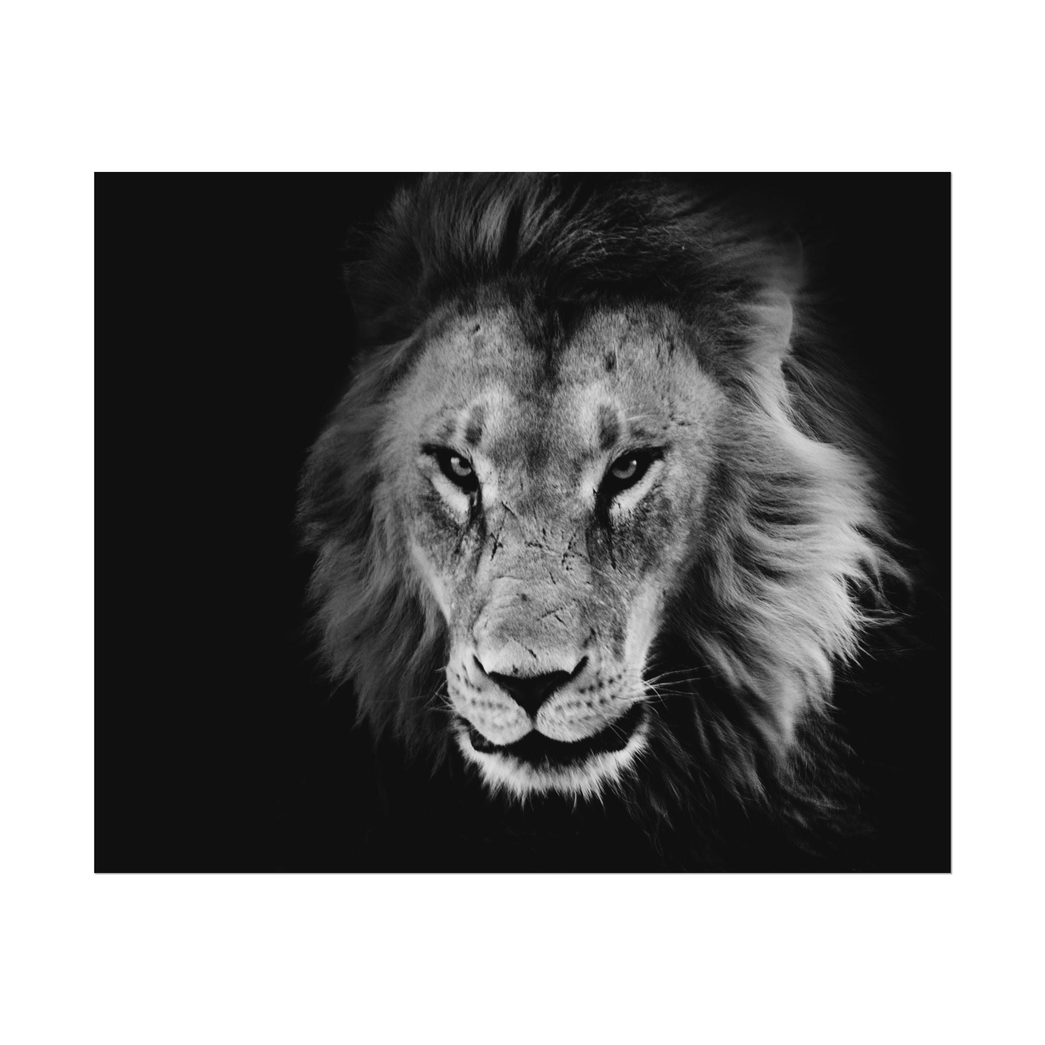 poster-print-lion-wall-art-black-and-white-living-room-decor-monochrome-art-lion-poster-jungle-animal-art-print-wildlife-safa