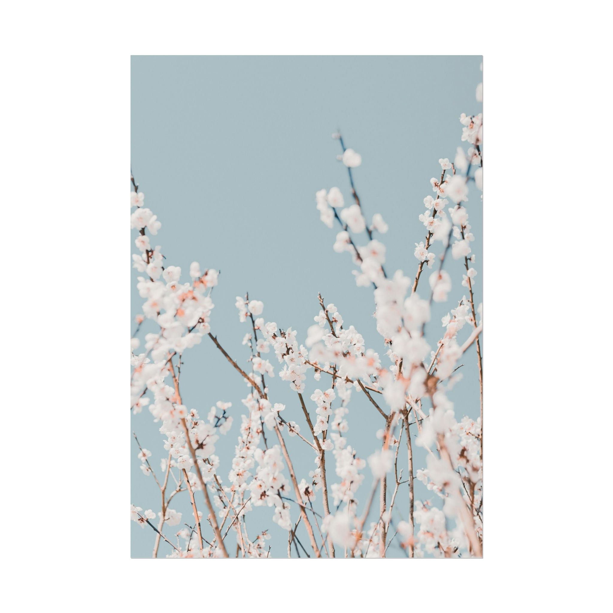blossom-flowers-poster-print-minimalist-aesthetic-wall-art-fine-art-paper-home-decor-floral-decor-elegant-artwork