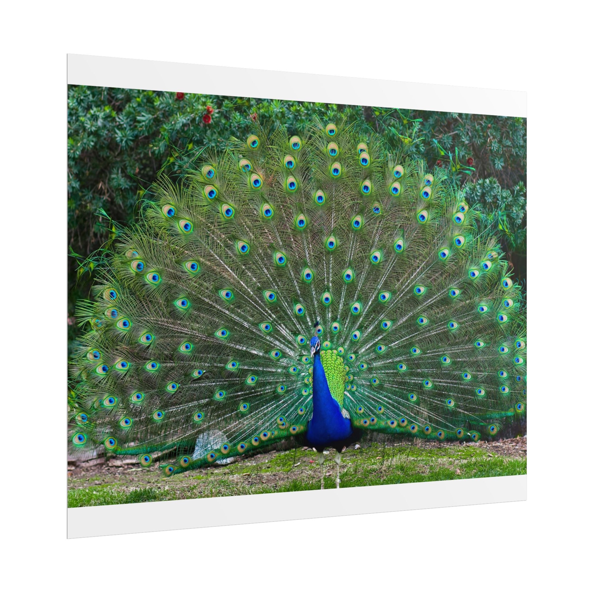 peacock-fine-art-poster-wall-art-print-gift-home-decor-rolled-posters-art-prints-unique-room-decor-animal-lover-gift-nature