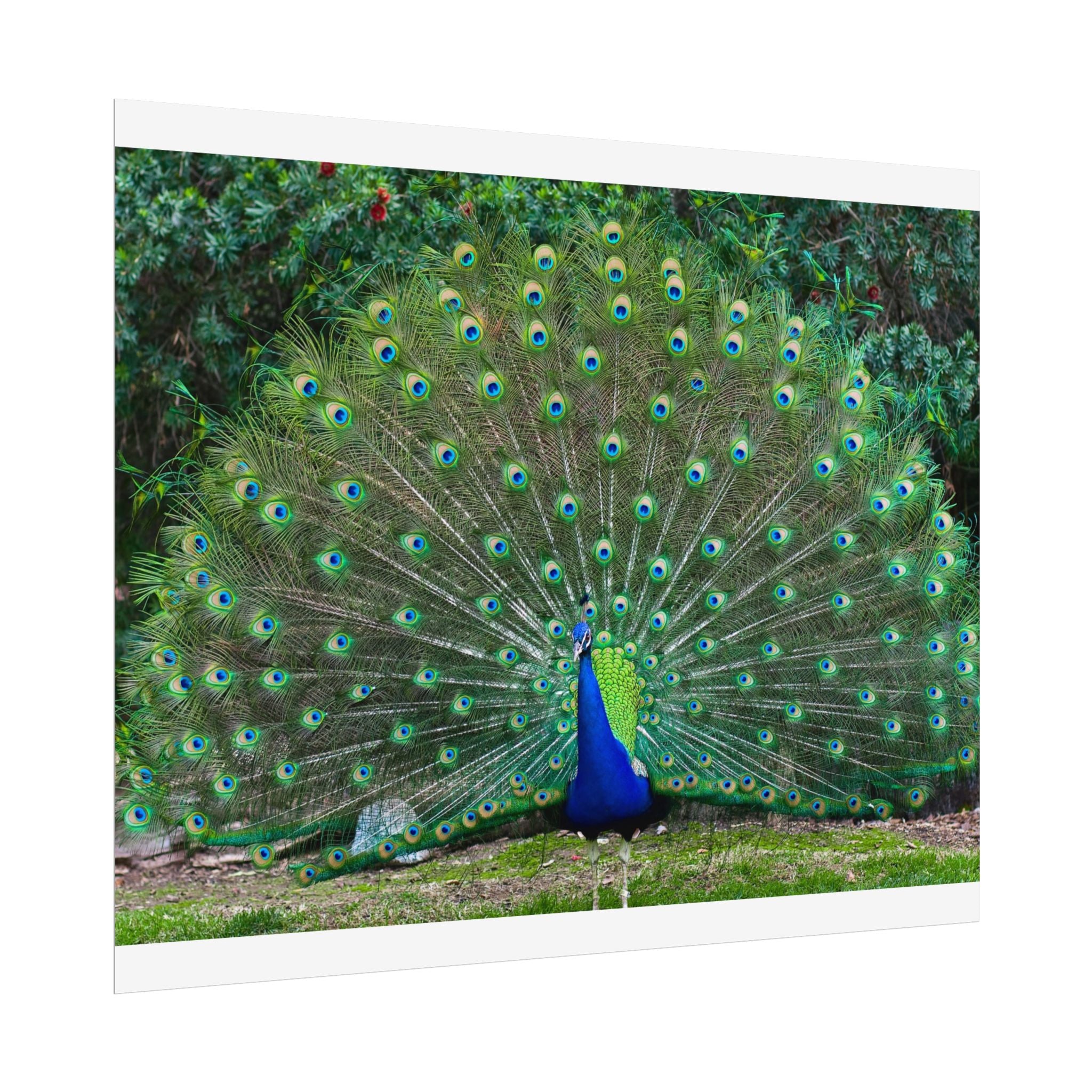 peacock-fine-art-poster-wall-art-print-gift-home-decor-rolled-posters-art-prints-unique-room-decor-animal-lover-gift-nature