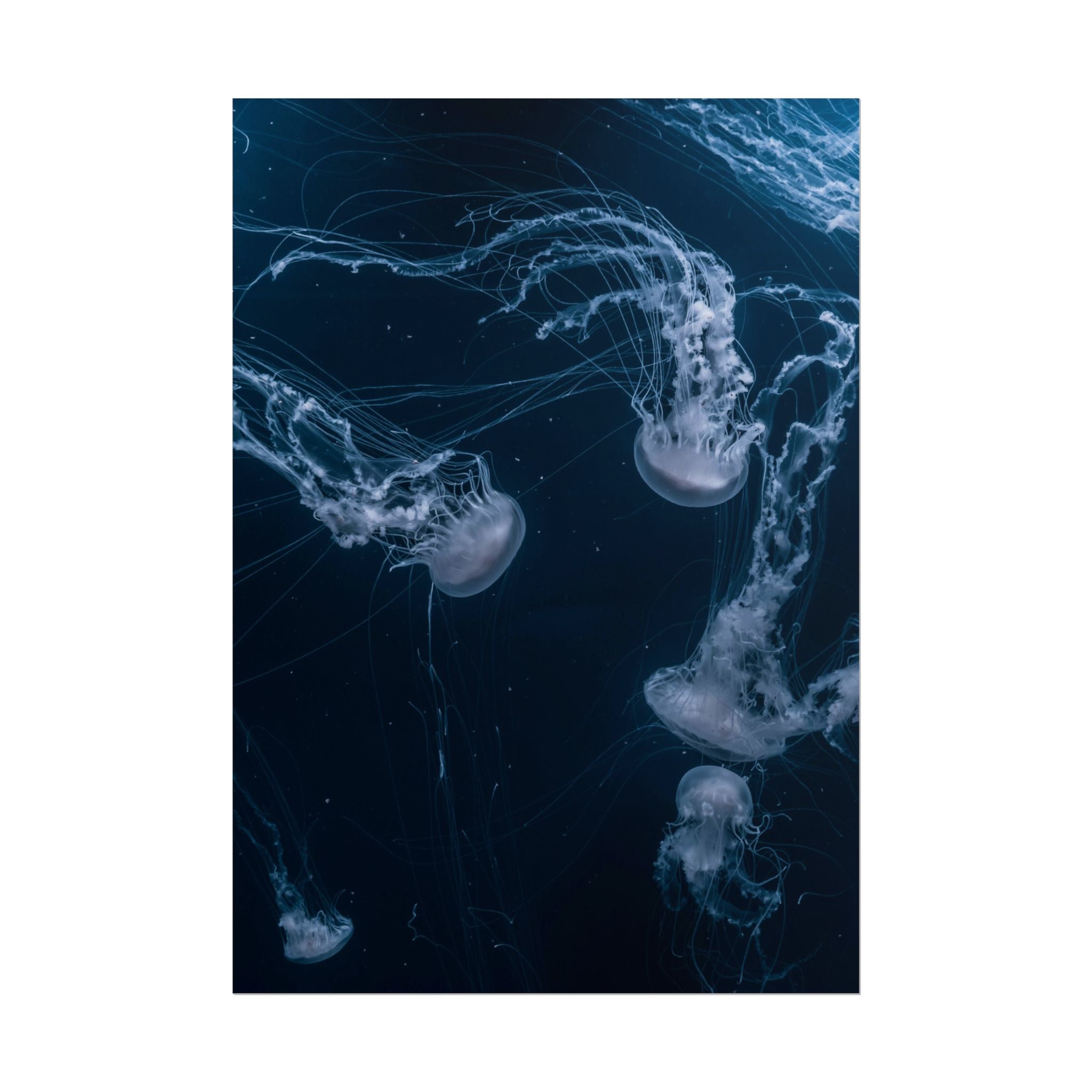 long-jellyfish-wall-art-poster-print-wall-hanging-ocean-life-deep-ocean-decor-home-decor-housewarming-gift