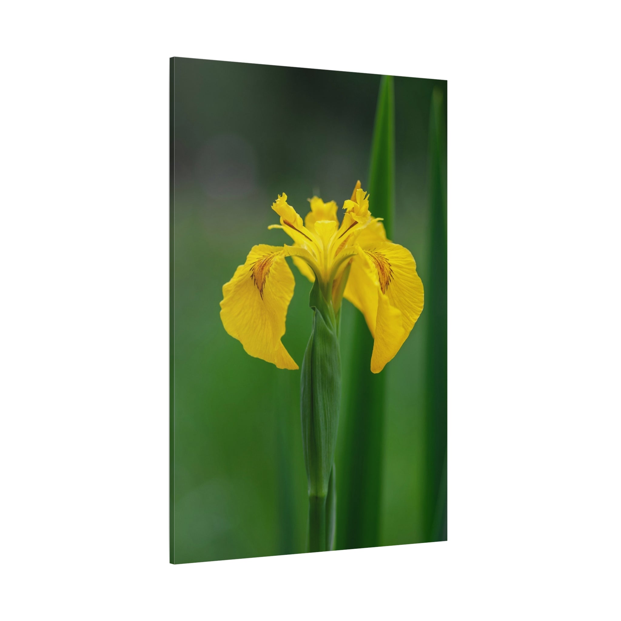 canvas-wall-art-yellow-iris-matte-canvas-print-floral-home-decor-botanical-artwork-living-room-decoration-gift-for-gardeners-