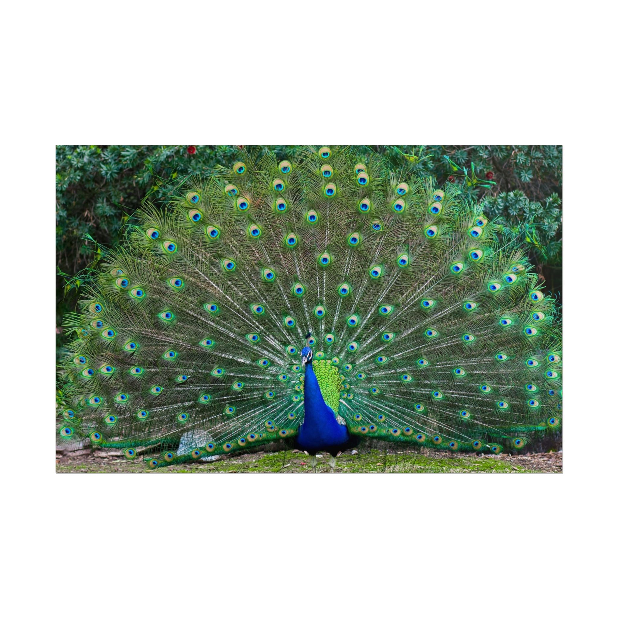 peacock-fine-art-poster-wall-art-print-gift-home-decor-rolled-posters-art-prints-unique-room-decor-animal-lover-gift-nature