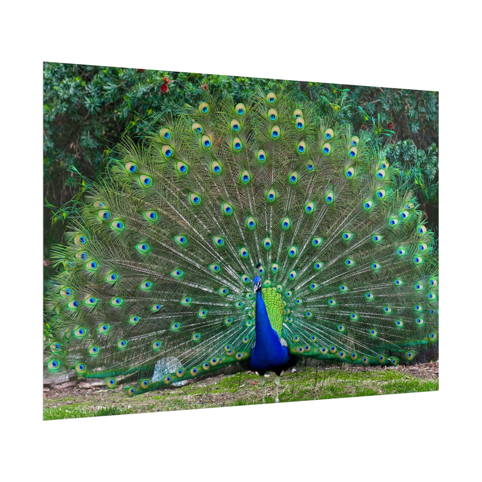 peacock-fine-art-poster-wall-art-print-gift-home-decor-rolled-posters-art-prints-unique-room-decor-animal-lover-gift-nature