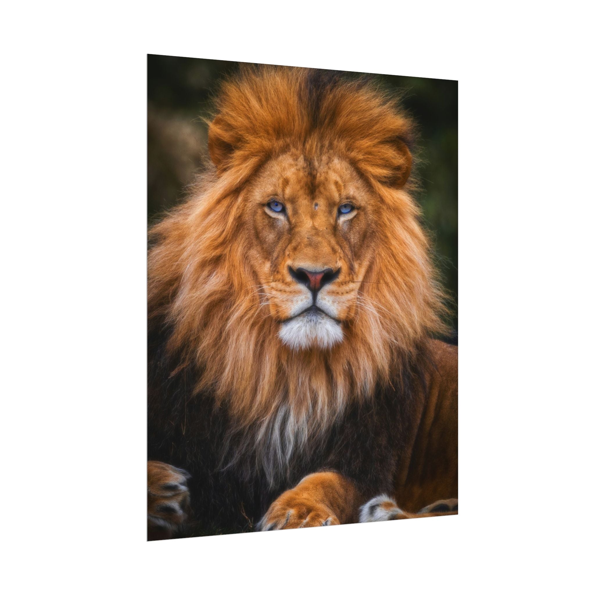 blue-eyed-lion-poster-wall-art-wildlife-home-decor-animal-lover-gift-safari-decoration-wildlife-art-print-lion-wall-decor